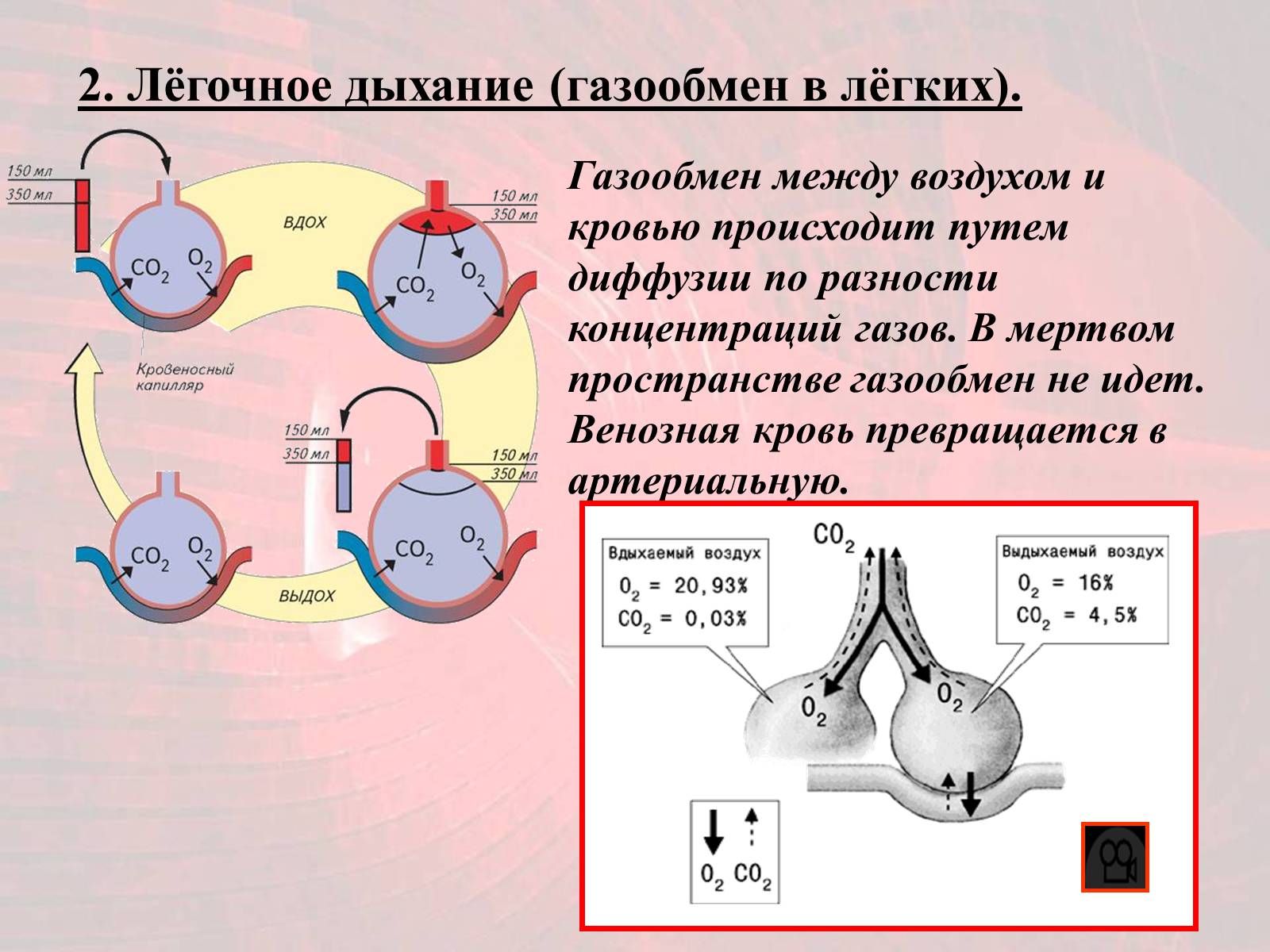Презентація на тему «Газообмен в лёгких и тканях» - Слайд #9 Презентація на тему «Газообмен в лёгких и тканях» - Слайд #9