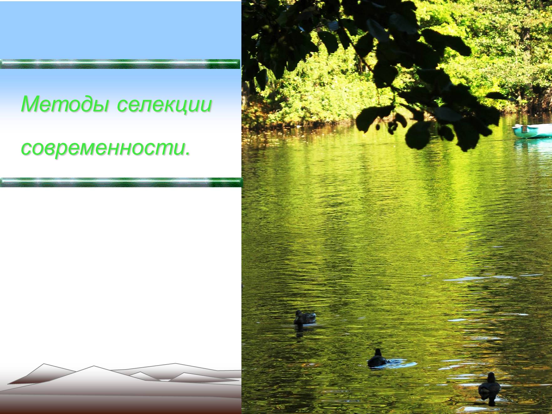 Презентація на тему «Современные методы селекции» - Слайд #11 Презентація на тему «Современные методы селекции» - Слайд #11