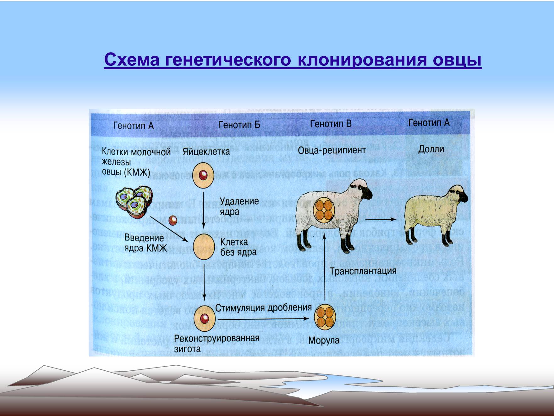 Презентація на тему «Современные методы селекции» - Слайд #16 Презентація на тему «Современные методы селекции» - Слайд #16