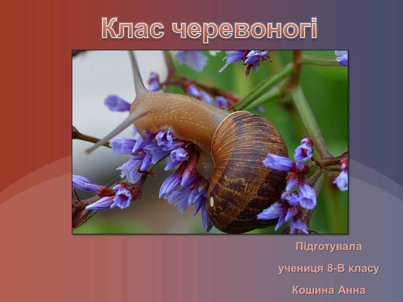 Презентація на тему «Клас черевоногі» (варіант 1) - Слайд #1 Презентація на тему «Клас черевоногі» (варіант 1) - Слайд #1