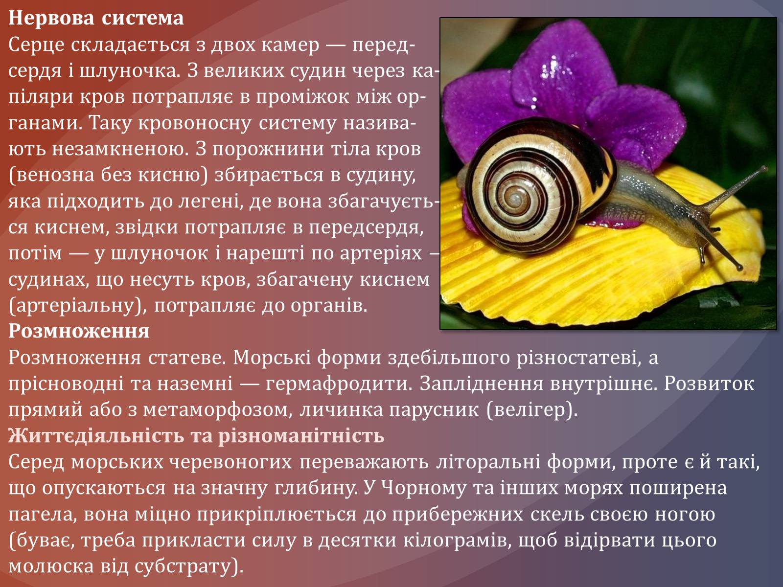Презентація на тему «Клас черевоногі» (варіант 1) - Слайд #5 Презентація на тему «Клас черевоногі» (варіант 1) - Слайд #5