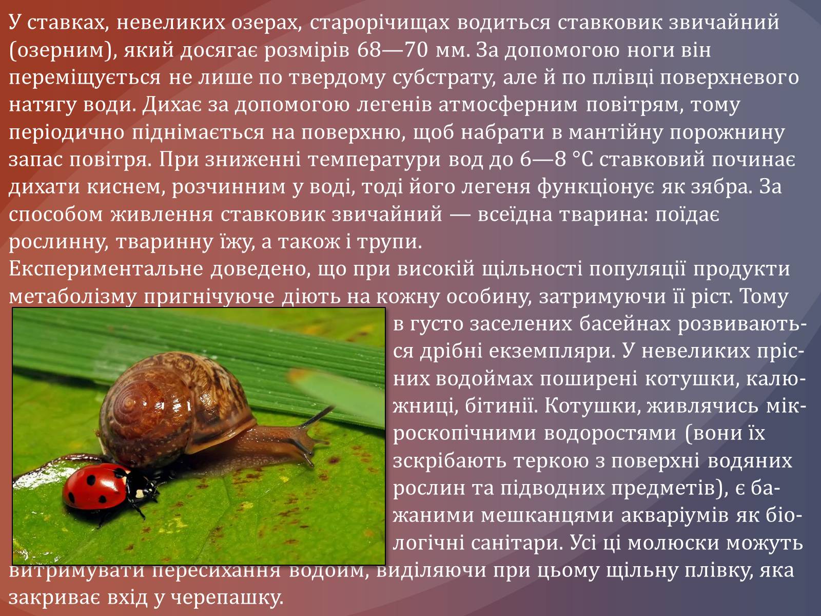 Презентація на тему «Клас черевоногі» (варіант 1) - Слайд #6 Презентація на тему «Клас черевоногі» (варіант 1) - Слайд #6