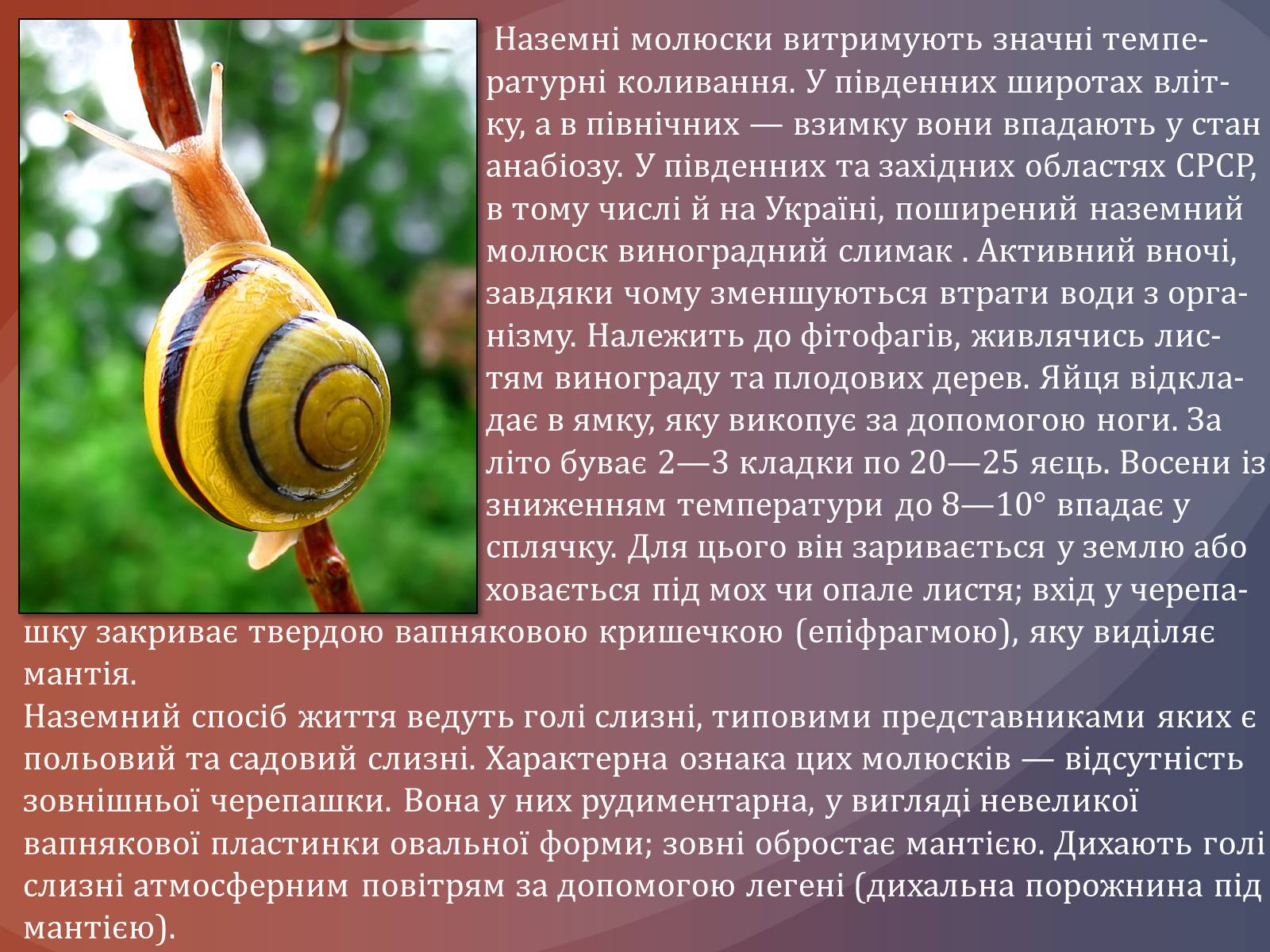 Презентація на тему «Клас черевоногі» (варіант 1) - Слайд #7 Презентація на тему «Клас черевоногі» (варіант 1) - Слайд #7