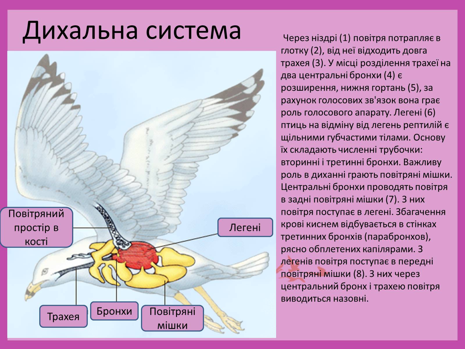 Презентація на тему «Птахи» (варіант 1) - Слайд #2 Презентація на тему «Птахи» (варіант 1) - Слайд #2