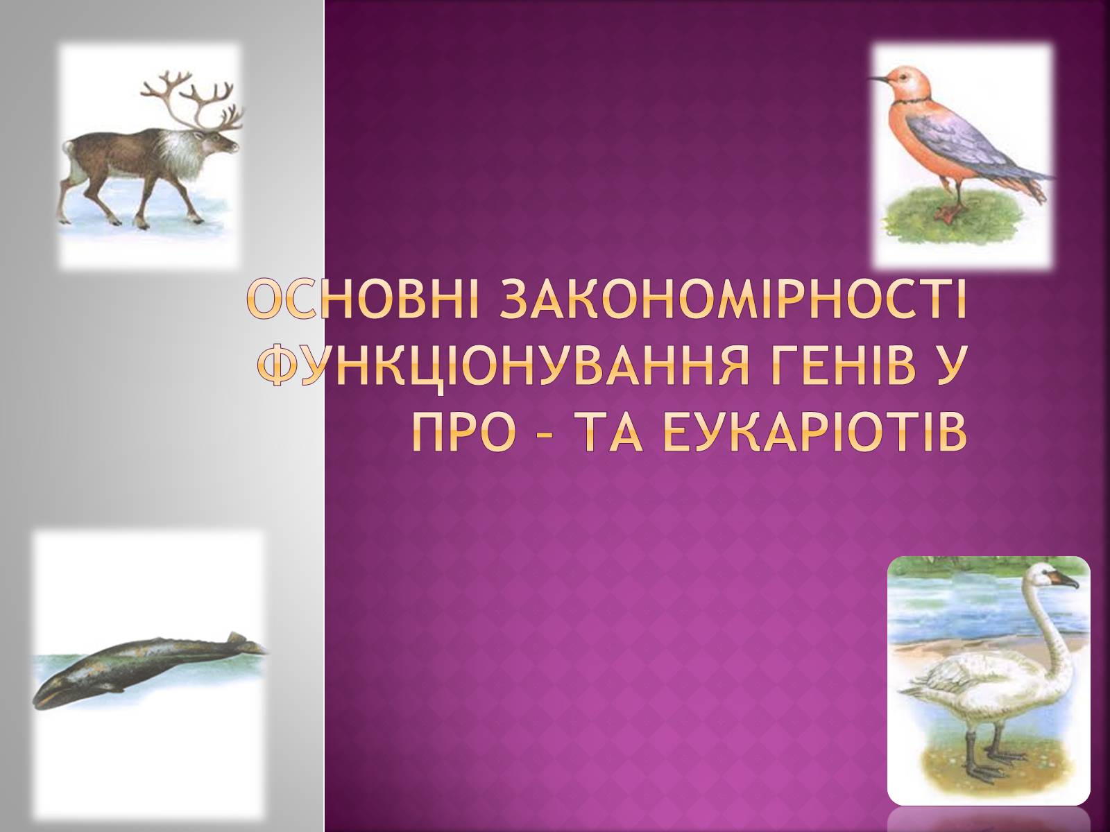 Презентація на тему «Основні закономірності функціонування генів у про – та еукаріотів» (варіант 2) - Слайд #1 Презентація на тему «Основні закономірності функціонування генів у про – та еукаріотів» (варіант 2) - Слайд #1