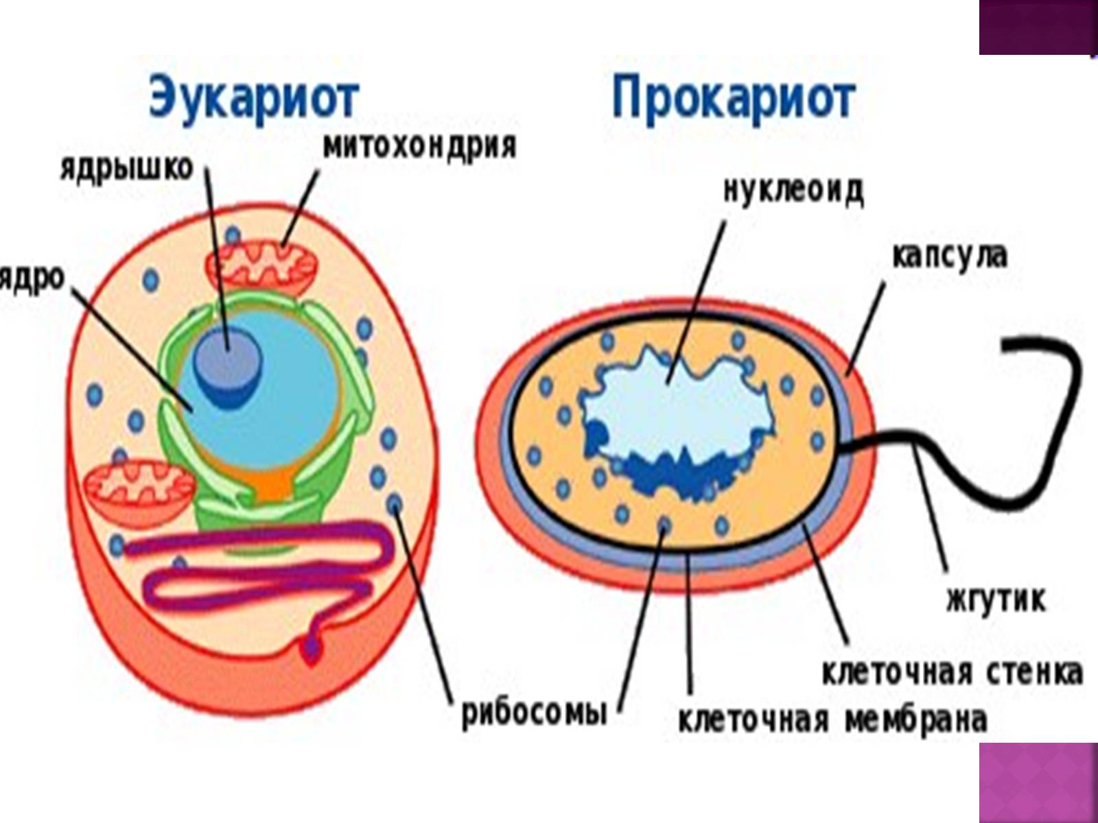 Презентація на тему «Основні закономірності функціонування генів у про – та еукаріотів» (варіант 2) - Слайд #11 Презентація на тему «Основні закономірності функціонування генів у про – та еукаріотів» (варіант 2) - Слайд #11