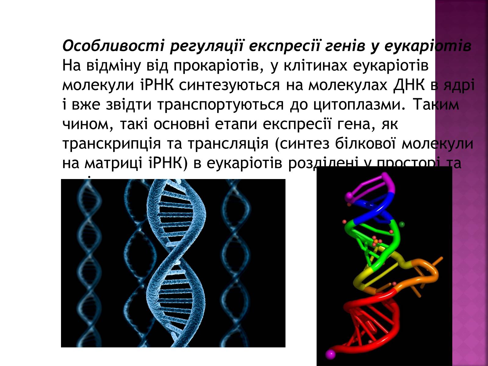 Презентація на тему «Основні закономірності функціонування генів у про – та еукаріотів» (варіант 2) - Слайд #14 Презентація на тему «Основні закономірності функціонування генів у про – та еукаріотів» (варіант 2) - Слайд #14
