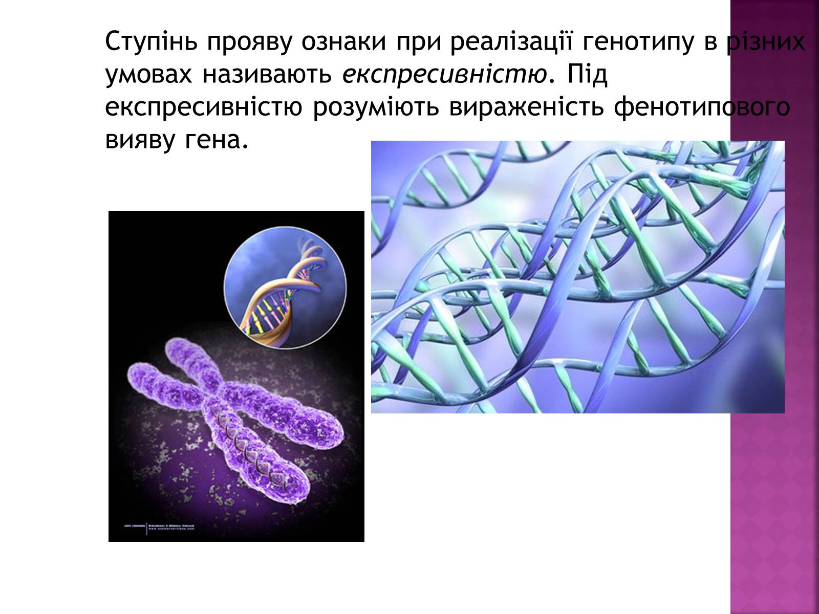 Презентація на тему «Основні закономірності функціонування генів у про – та еукаріотів» (варіант 2) - Слайд #16 Презентація на тему «Основні закономірності функціонування генів у про – та еукаріотів» (варіант 2) - Слайд #16