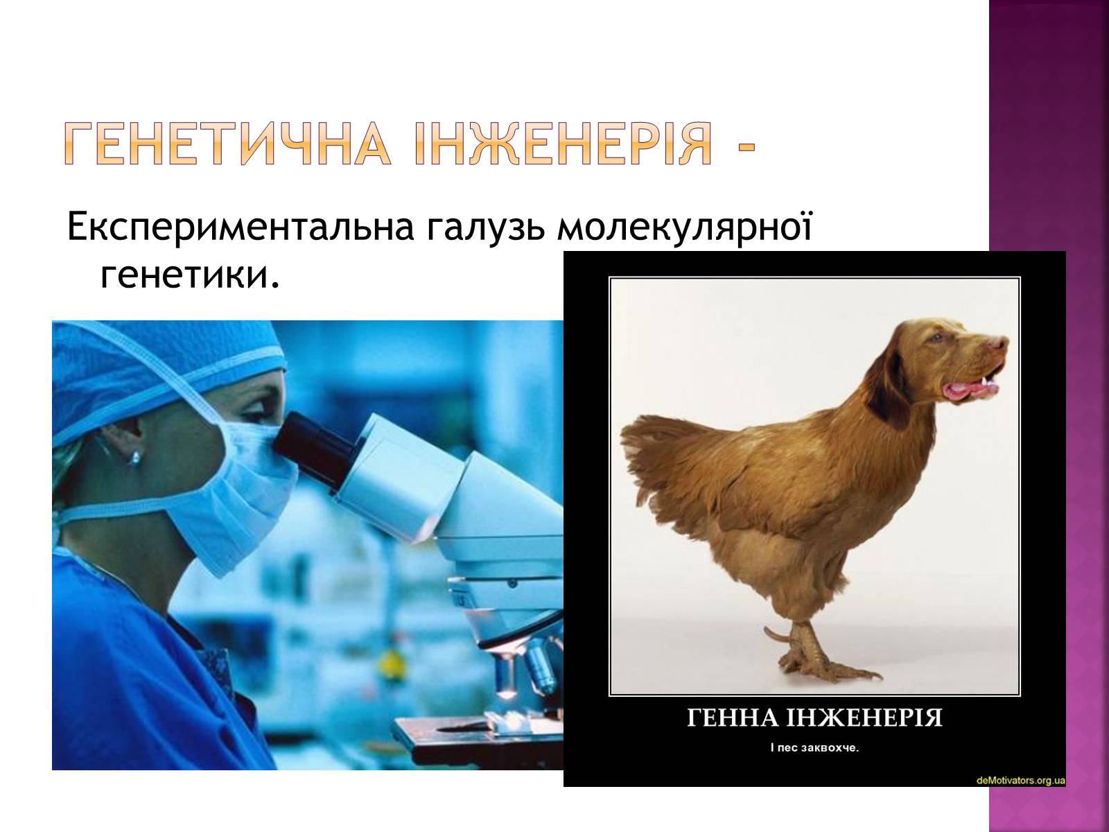 Презентація на тему «Основні закономірності функціонування генів у про – та еукаріотів» (варіант 2) - Слайд #34 Презентація на тему «Основні закономірності функціонування генів у про – та еукаріотів» (варіант 2) - Слайд #34