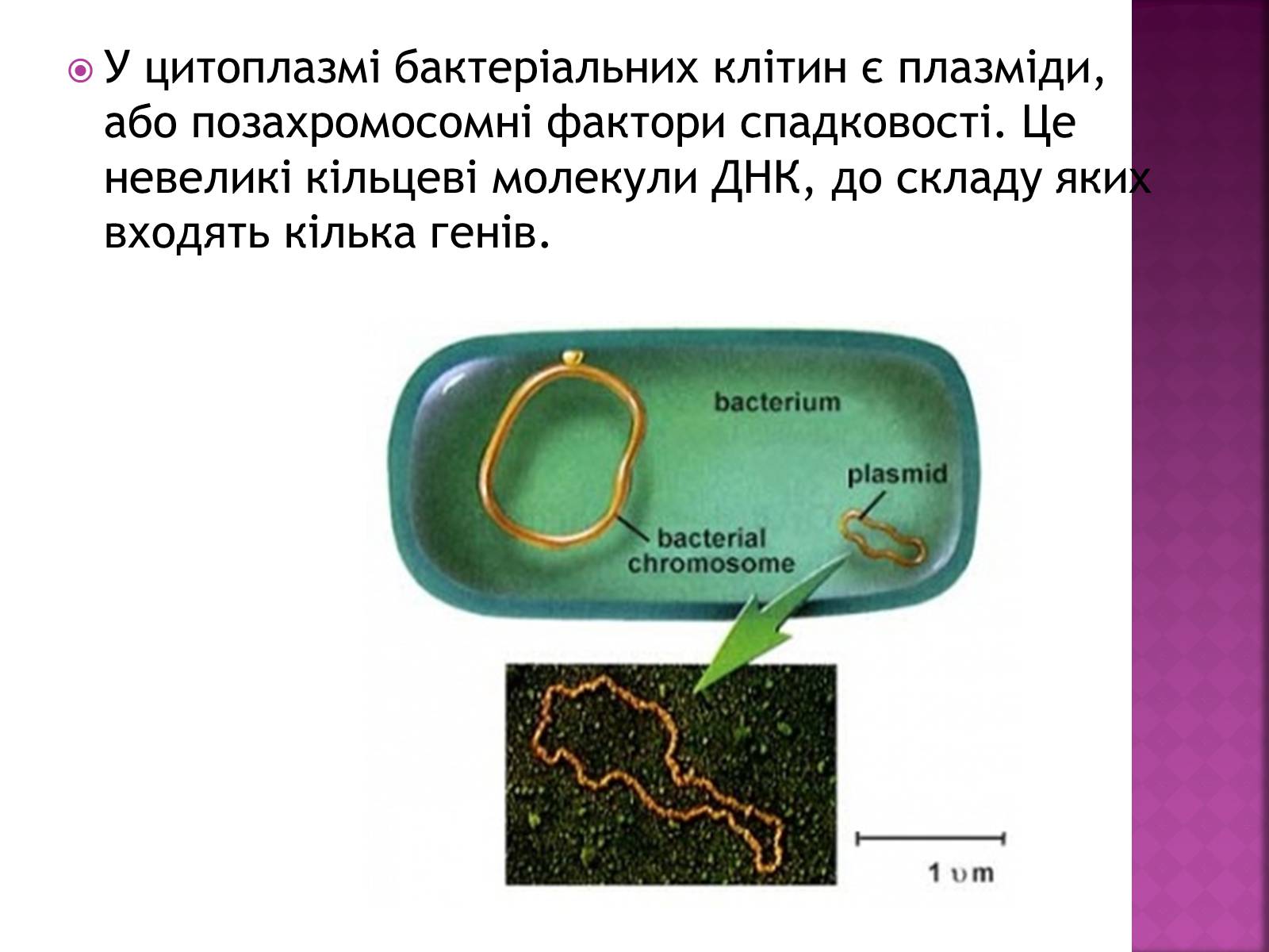 Презентація на тему «Основні закономірності функціонування генів у про – та еукаріотів» (варіант 2) - Слайд #7 Презентація на тему «Основні закономірності функціонування генів у про – та еукаріотів» (варіант 2) - Слайд #7