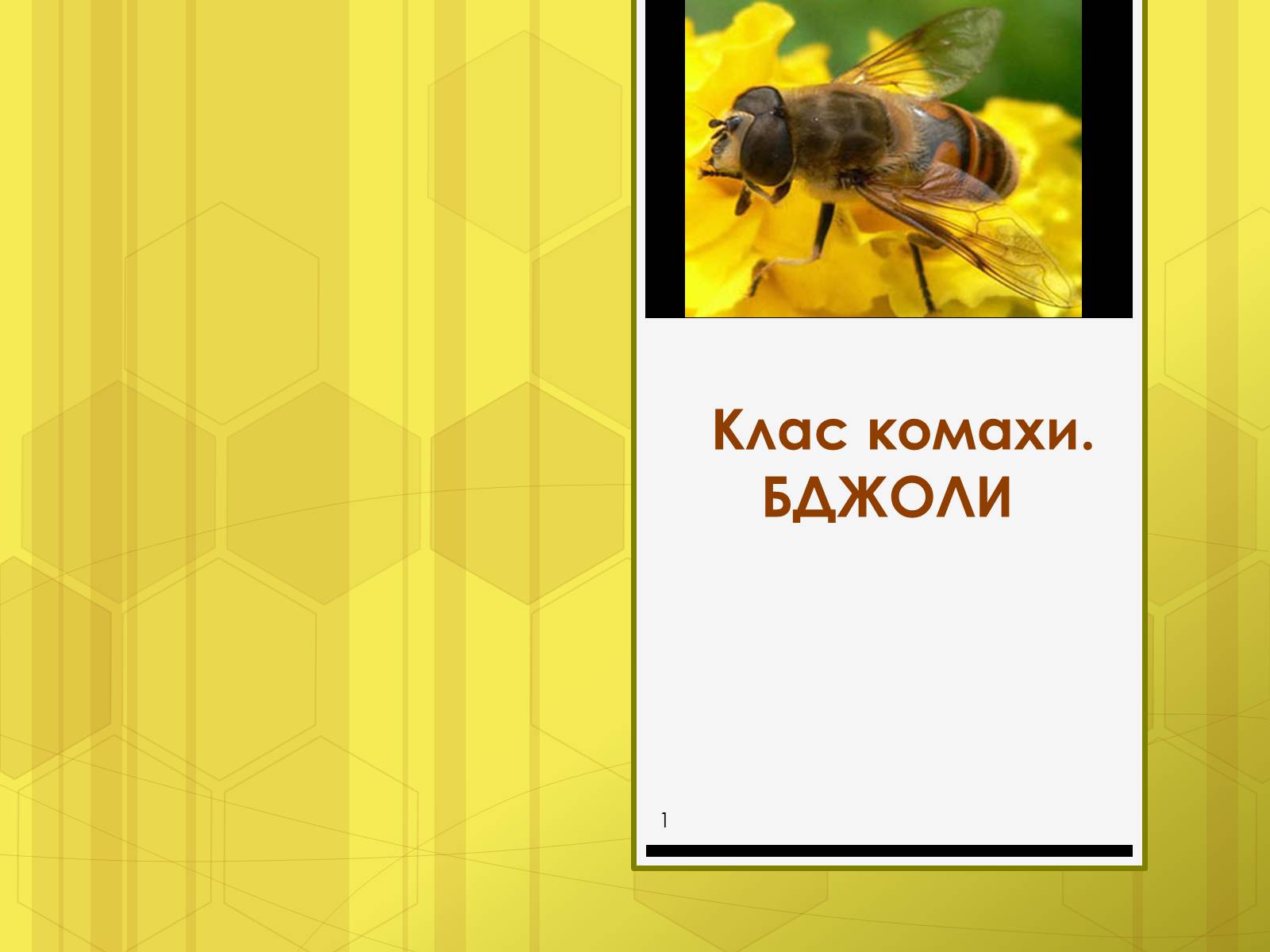 Презентація на тему «Клас комахи» - Слайд #1 Презентація на тему «Клас комахи» - Слайд #1