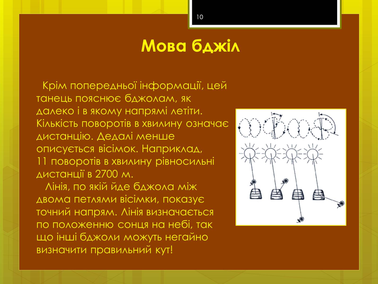 Презентація на тему «Клас комахи» - Слайд #10 Презентація на тему «Клас комахи» - Слайд #10