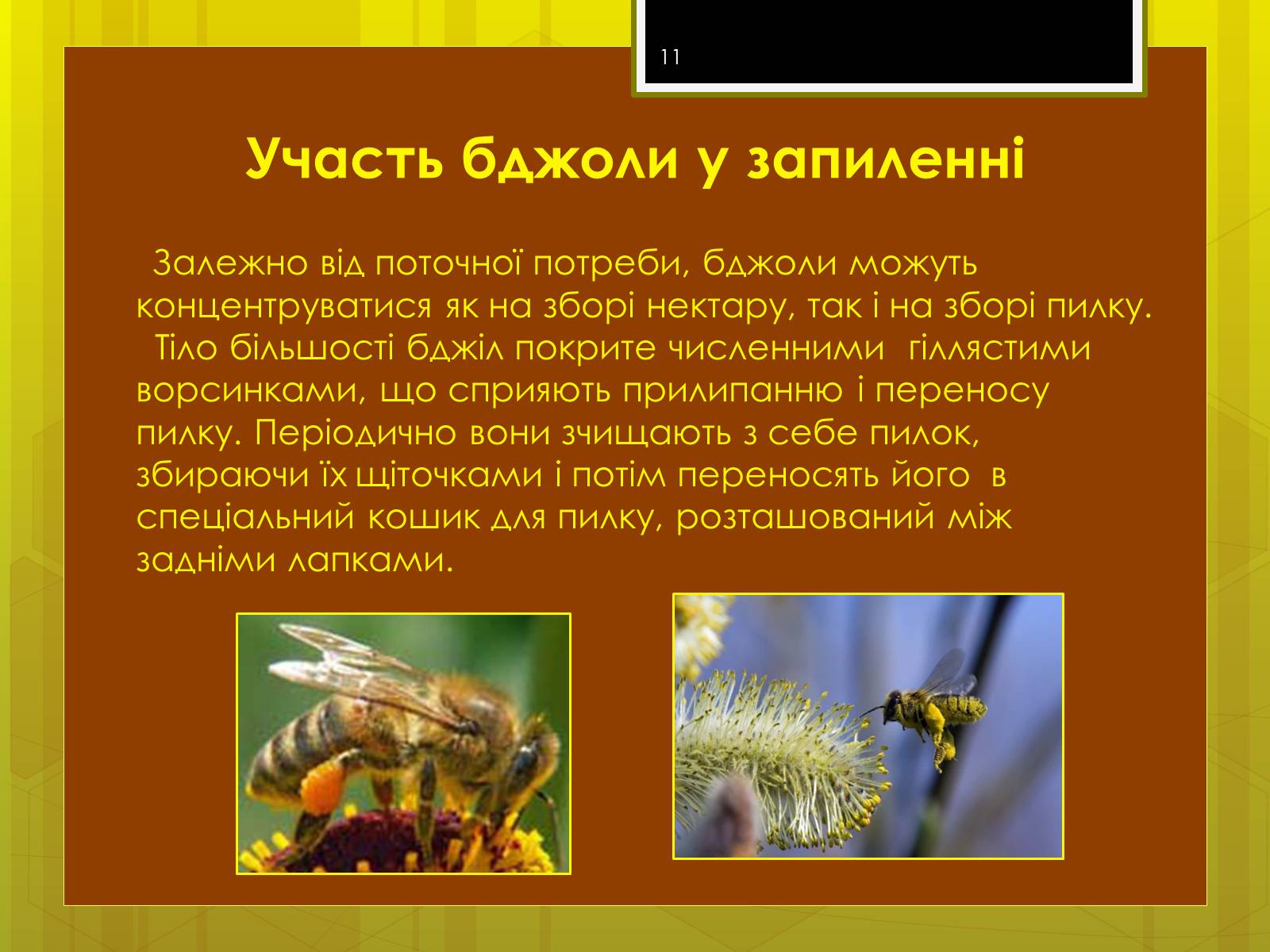 Презентація на тему «Клас комахи» - Слайд #11 Презентація на тему «Клас комахи» - Слайд #11