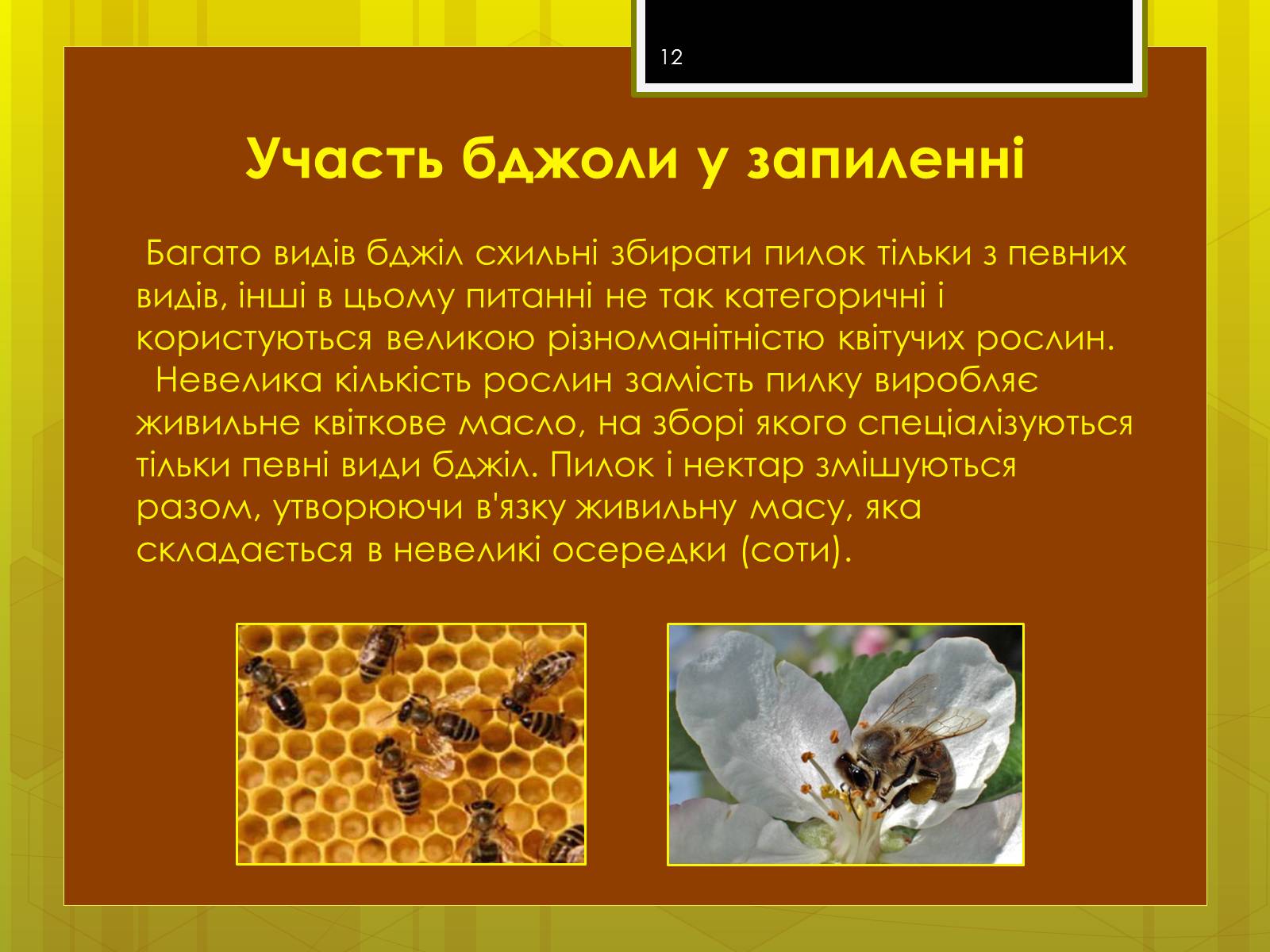 Презентація на тему «Клас комахи» - Слайд #12 Презентація на тему «Клас комахи» - Слайд #12