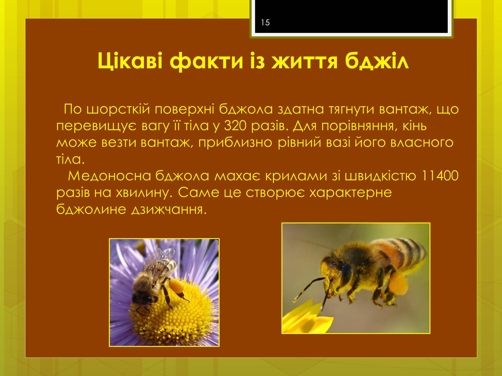 Презентація на тему «Клас комахи» - Слайд #15 Презентація на тему «Клас комахи» - Слайд #15