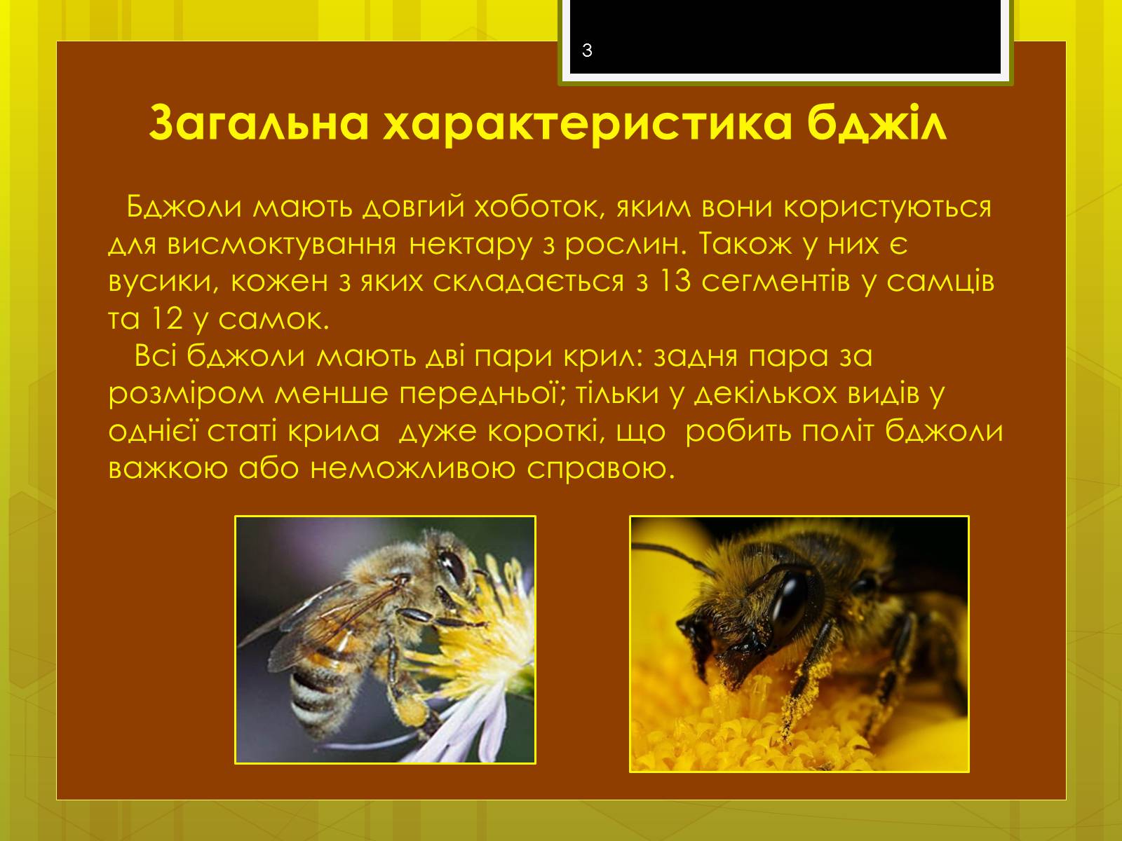 Презентація на тему «Клас комахи» - Слайд #3 Презентація на тему «Клас комахи» - Слайд #3