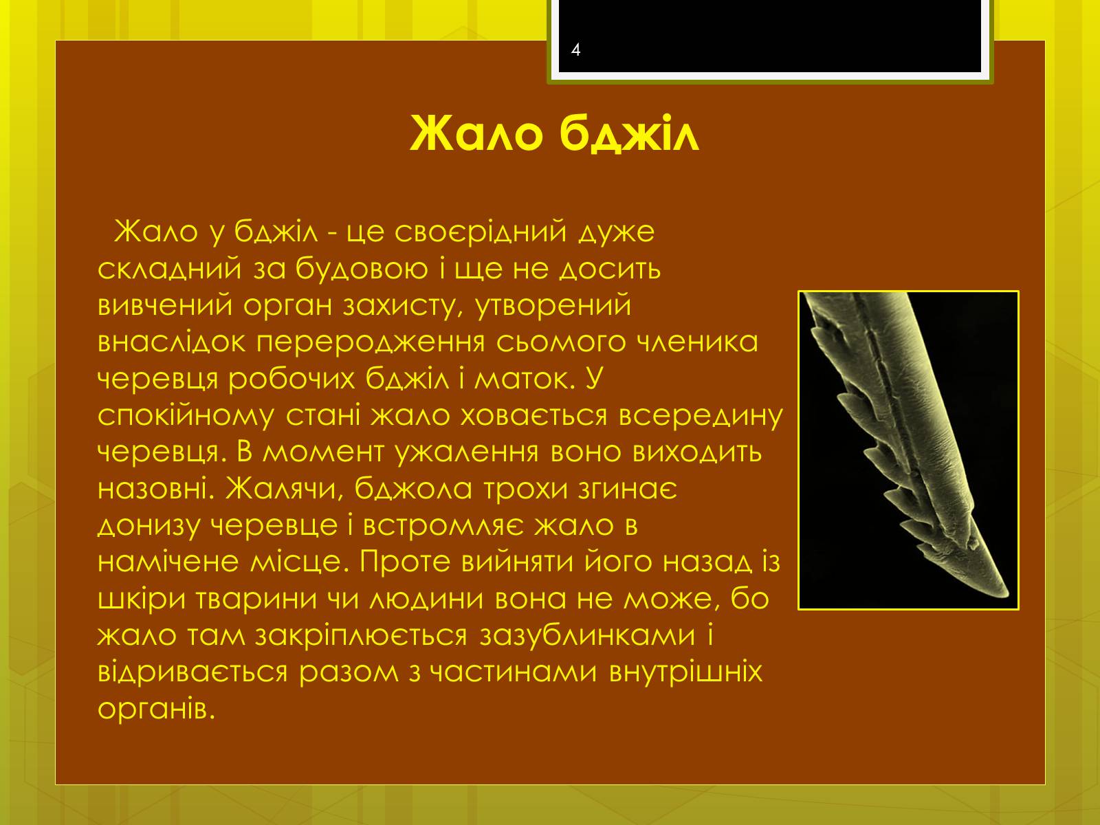 Презентація на тему «Клас комахи» - Слайд #4 Презентація на тему «Клас комахи» - Слайд #4