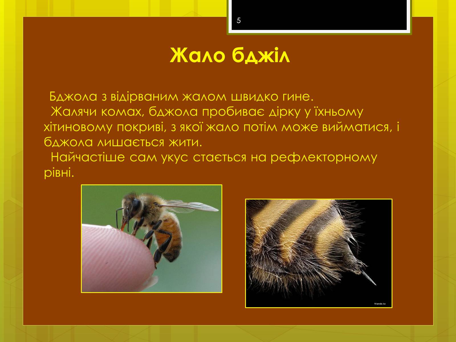 Презентація на тему «Клас комахи» - Слайд #5 Презентація на тему «Клас комахи» - Слайд #5