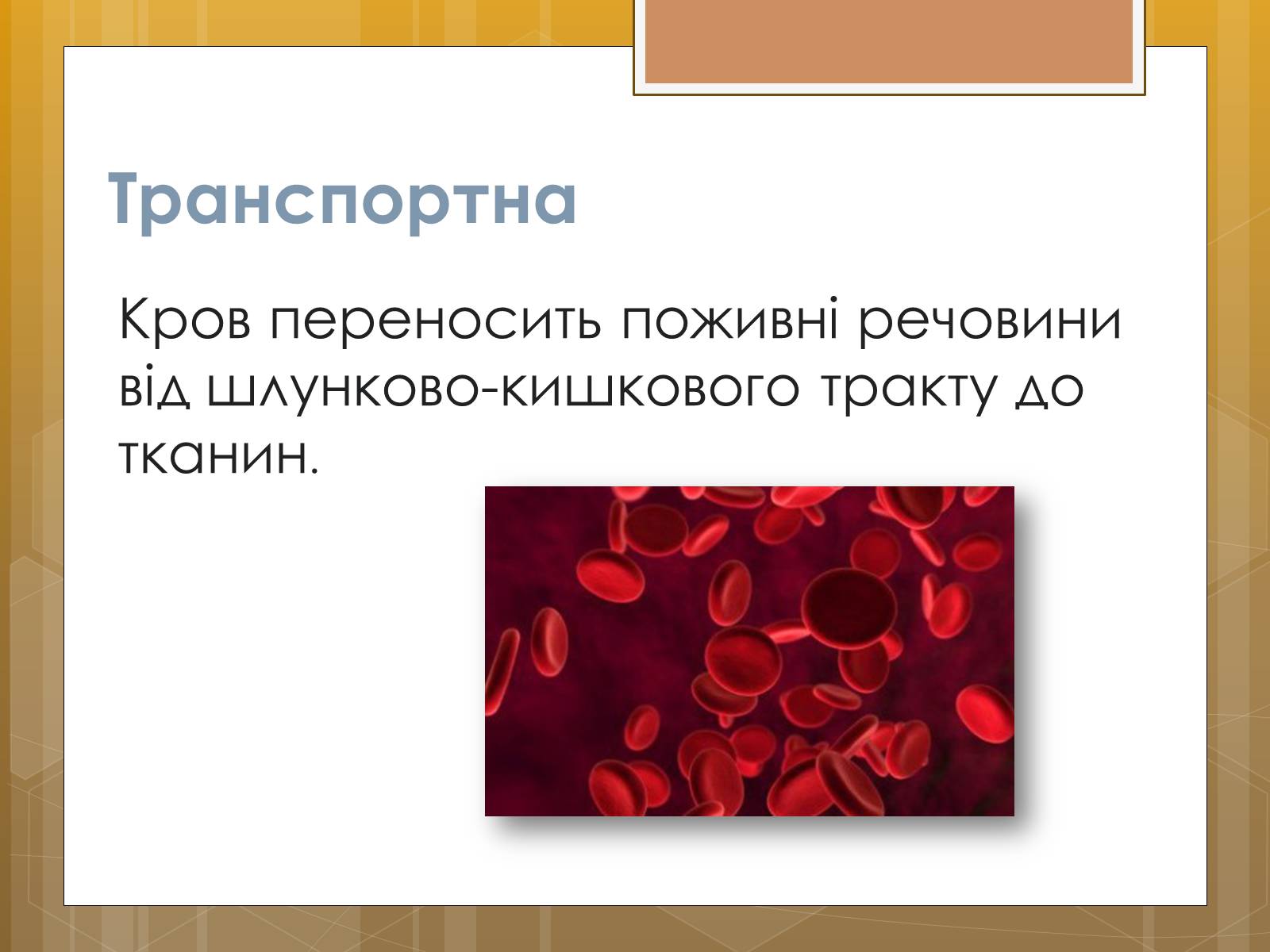 Презентація на тему «Функції крові. Групи крові» - Слайд #2 Презентація на тему «Функції крові. Групи крові» - Слайд #2