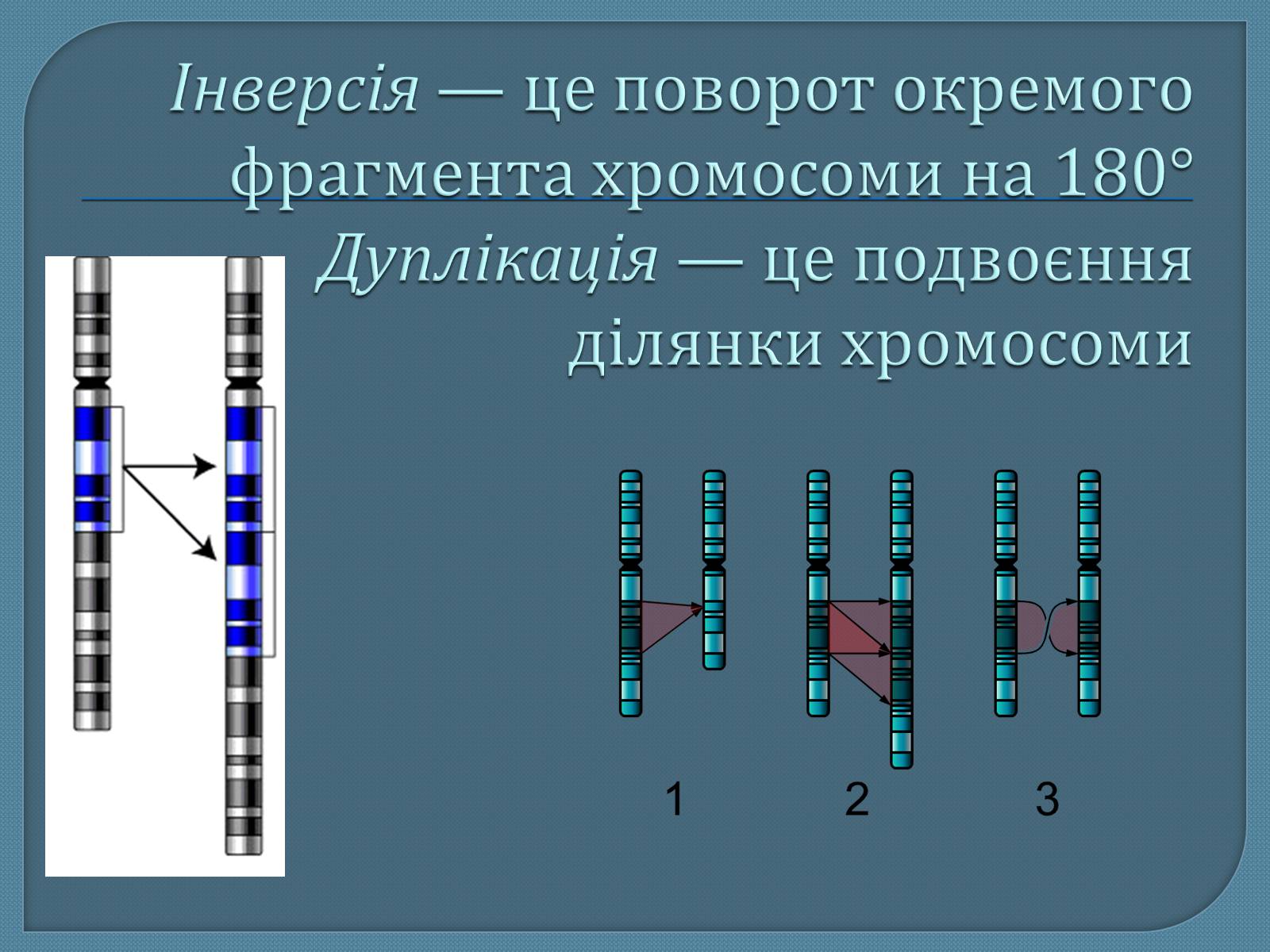 Презентація на тему «Мутації» (варіант 5) - Слайд #11 Презентація на тему «Мутації» (варіант 5) - Слайд #11