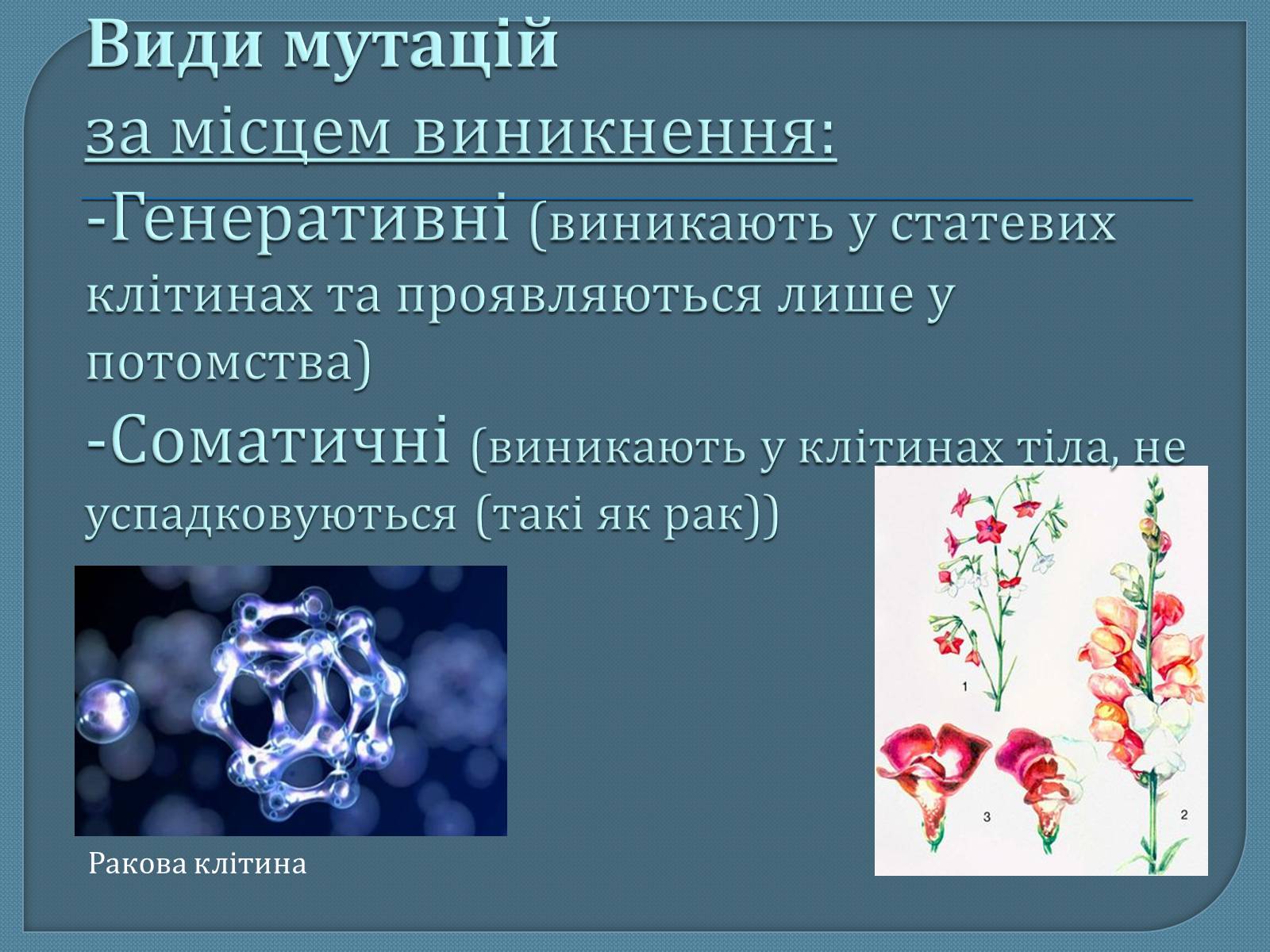 Презентація на тему «Мутації» (варіант 5) - Слайд #5 Презентація на тему «Мутації» (варіант 5) - Слайд #5