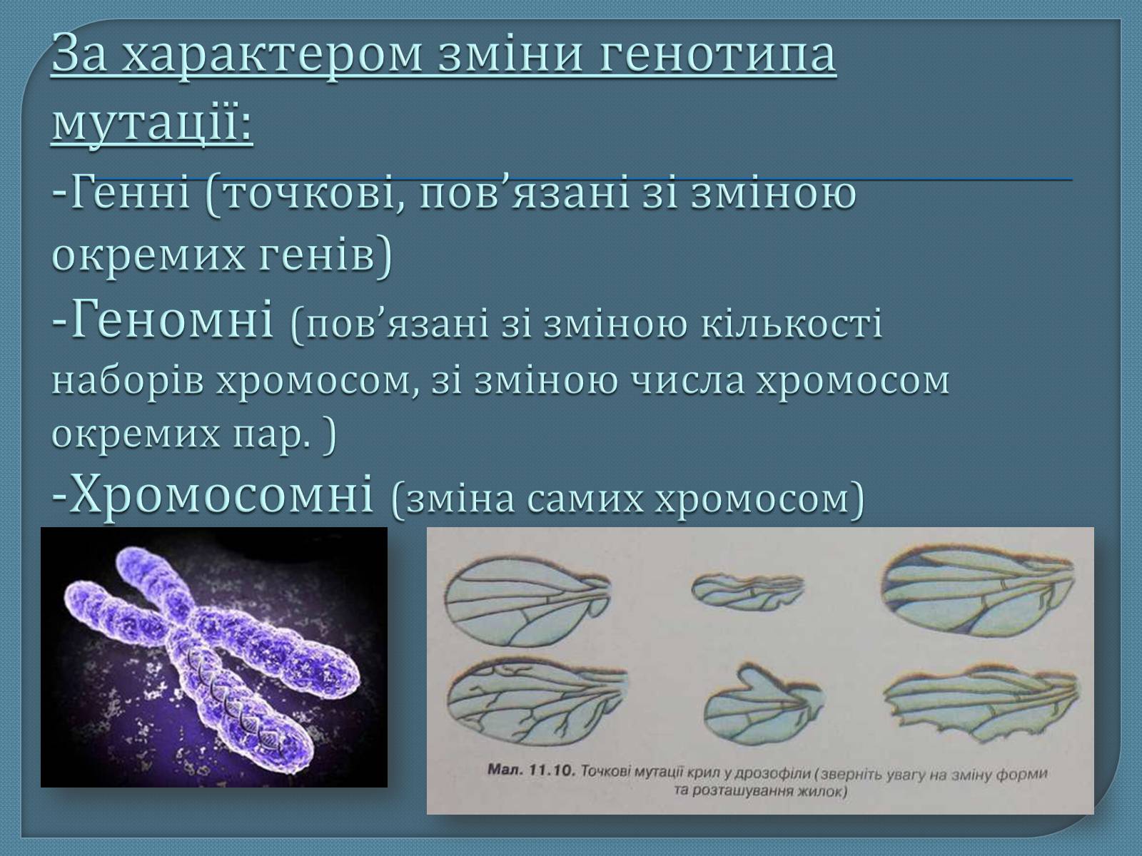 Презентація на тему «Мутації» (варіант 5) - Слайд #8 Презентація на тему «Мутації» (варіант 5) - Слайд #8