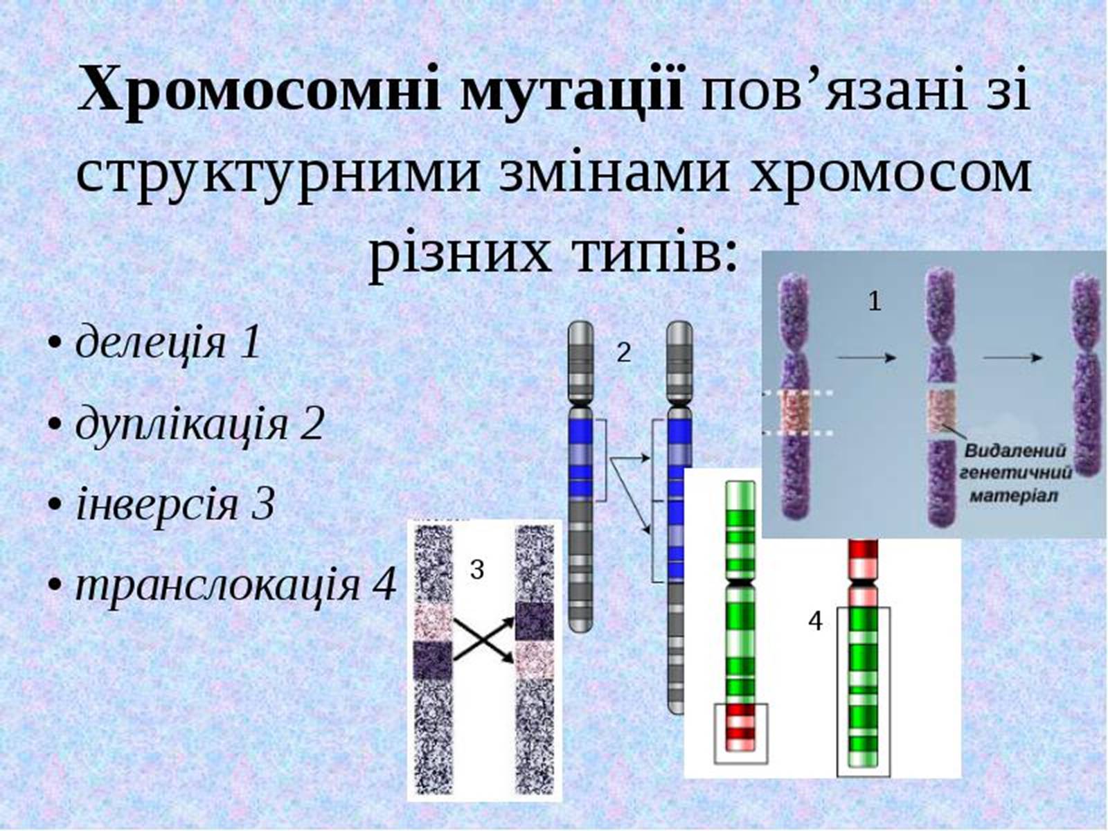 Презентація на тему «Мутації» (варіант 5) - Слайд #9 Презентація на тему «Мутації» (варіант 5) - Слайд #9