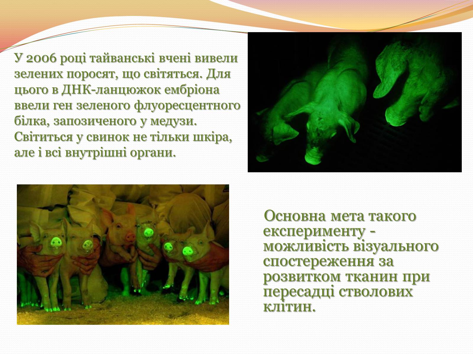 Презентація на тему «Цікаві факти з генетики» - Слайд #6 Презентація на тему «Цікаві факти з генетики» - Слайд #6