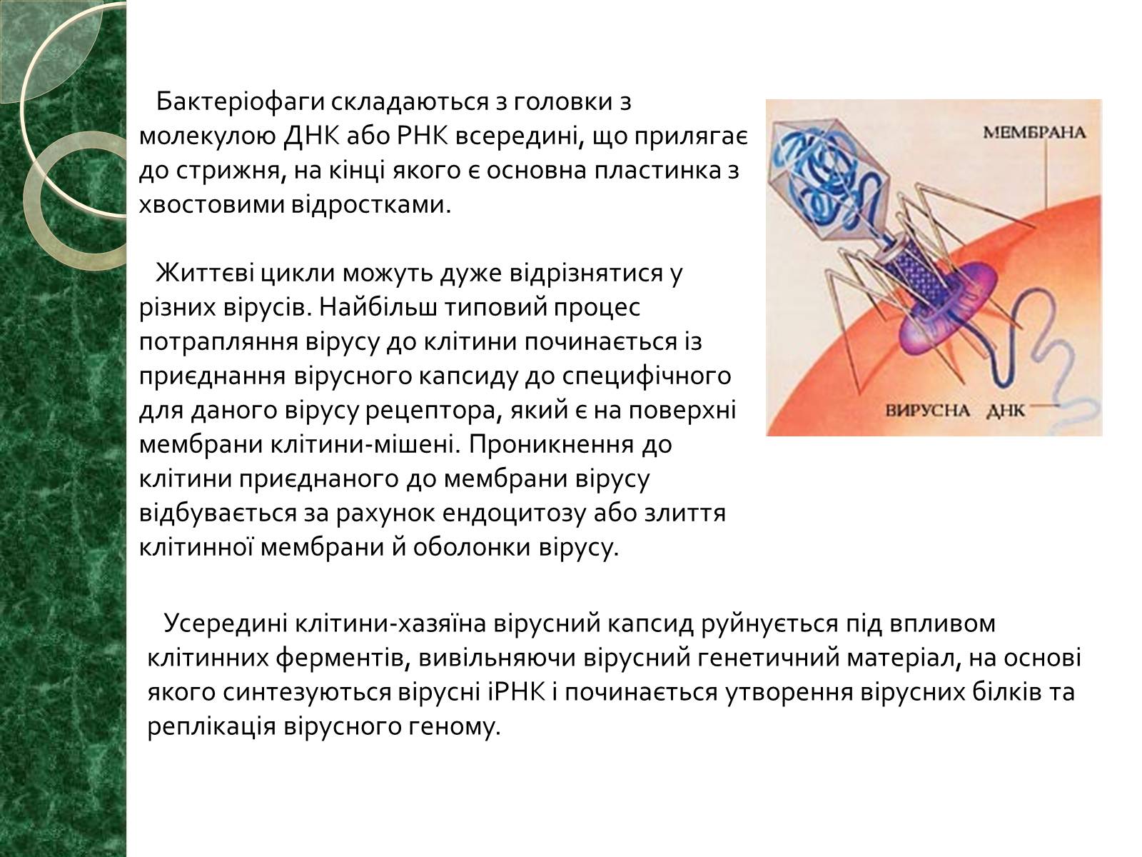Презентація на тему «Віруси» (варіант 15) - Слайд #10 Презентація на тему «Віруси» (варіант 15) - Слайд #10
