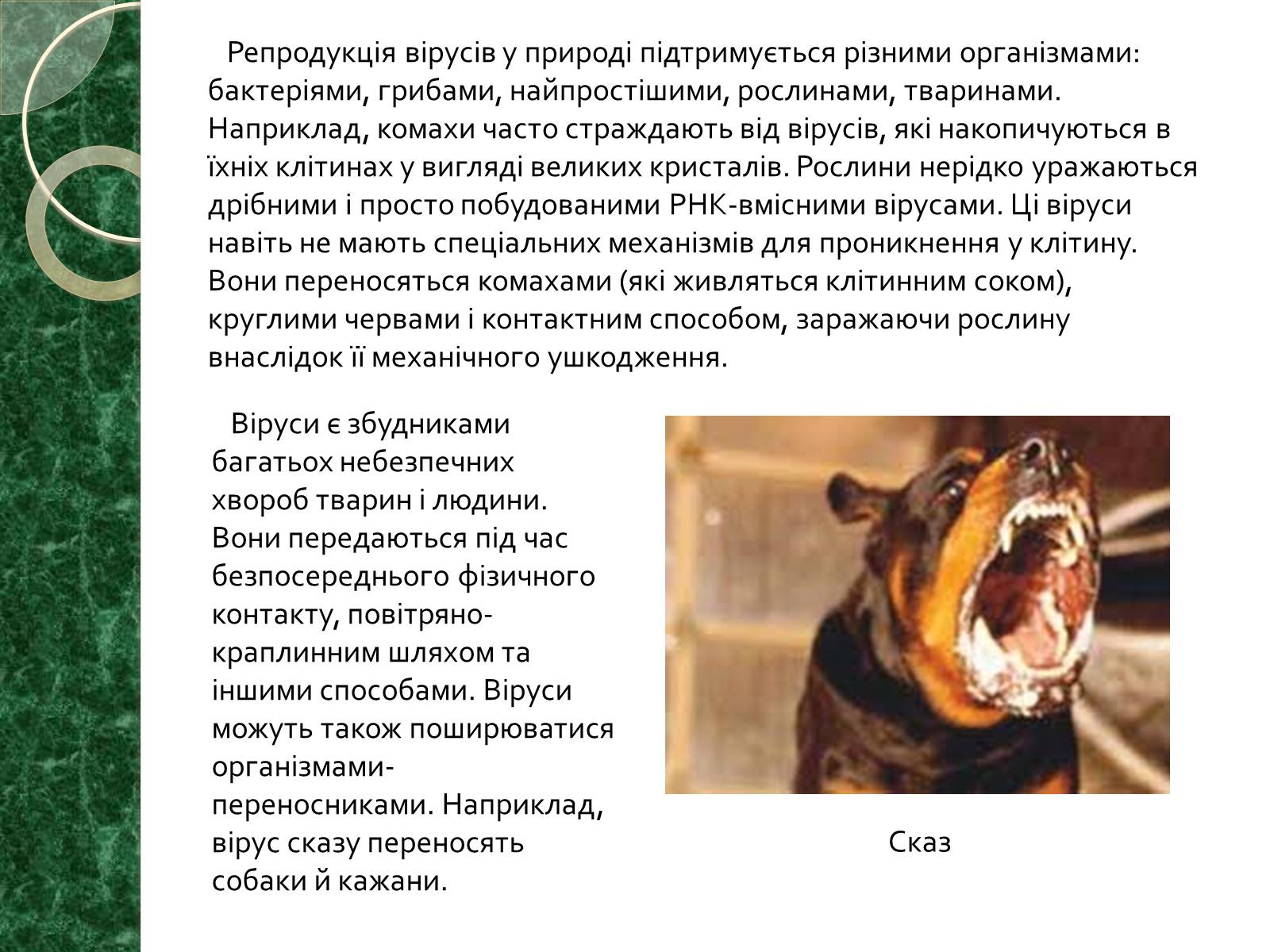 Презентація на тему «Віруси» (варіант 15) - Слайд #15 Презентація на тему «Віруси» (варіант 15) - Слайд #15