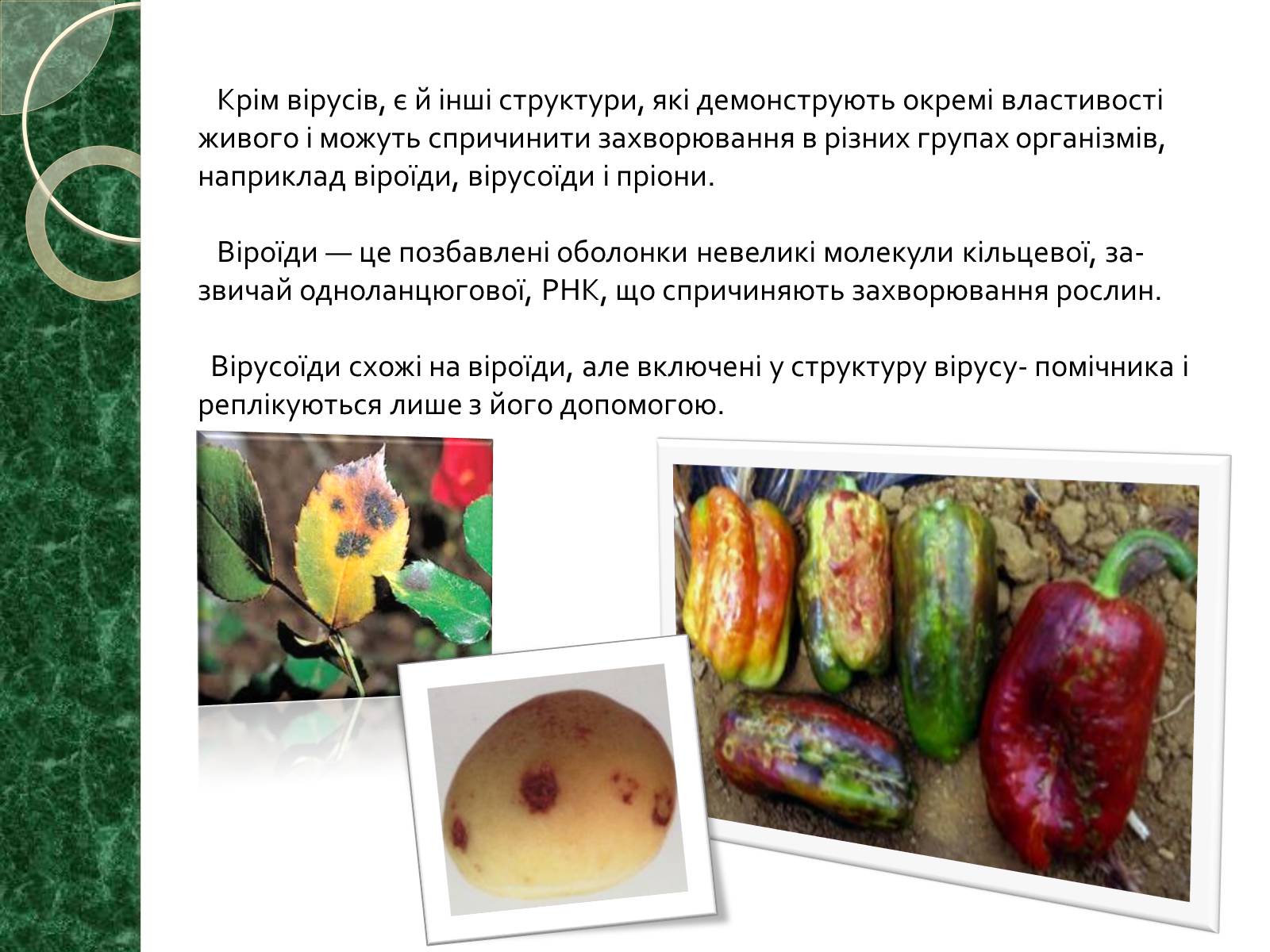 Презентація на тему «Віруси» (варіант 15) - Слайд #3 Презентація на тему «Віруси» (варіант 15) - Слайд #3