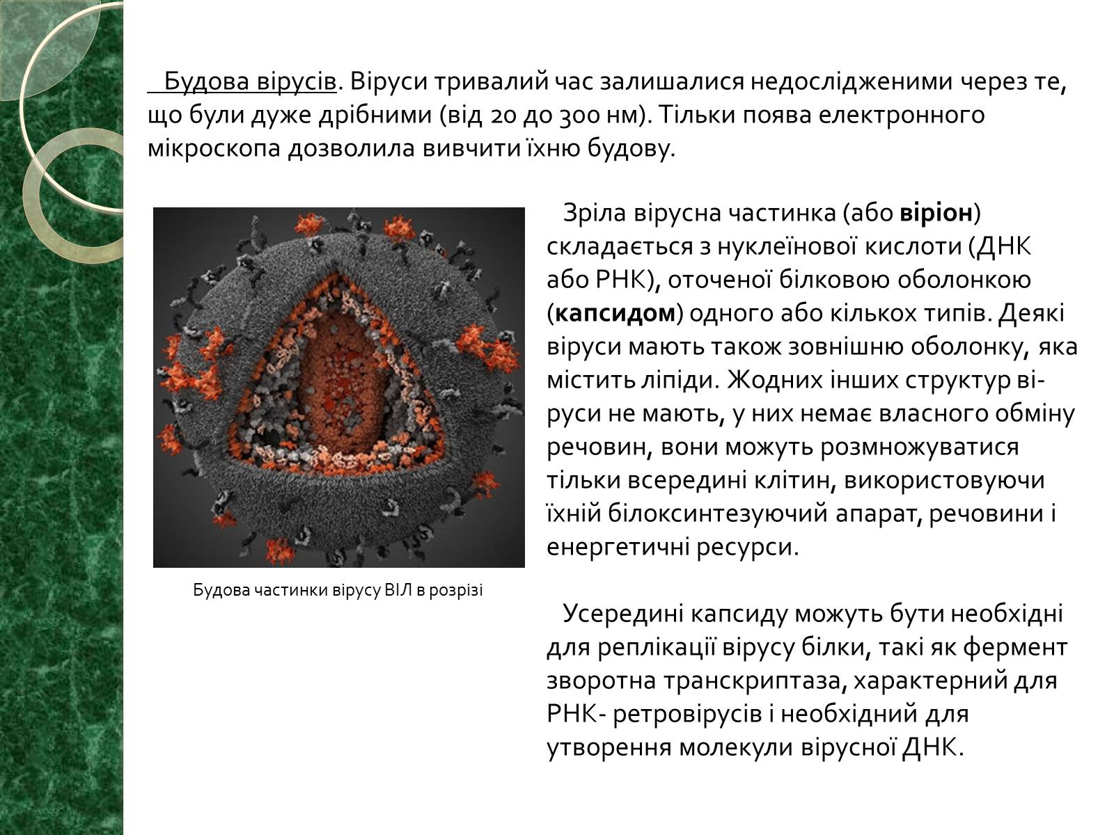 Презентація на тему «Віруси» (варіант 15) - Слайд #8 Презентація на тему «Віруси» (варіант 15) - Слайд #8