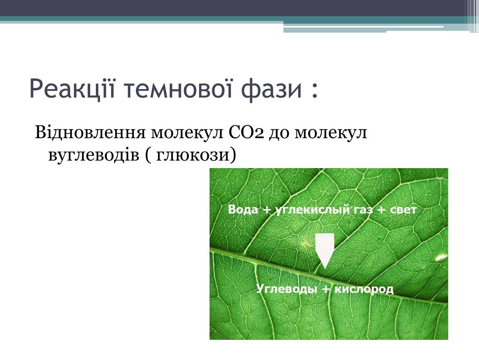 Презентація на тему «Фотосинтез» (варіант 2) - Слайд #10 Презентація на тему «Фотосинтез» (варіант 2) - Слайд #10