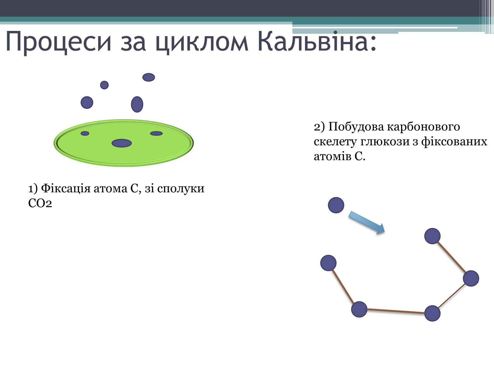Презентація на тему «Фотосинтез» (варіант 2) - Слайд #11 Презентація на тему «Фотосинтез» (варіант 2) - Слайд #11