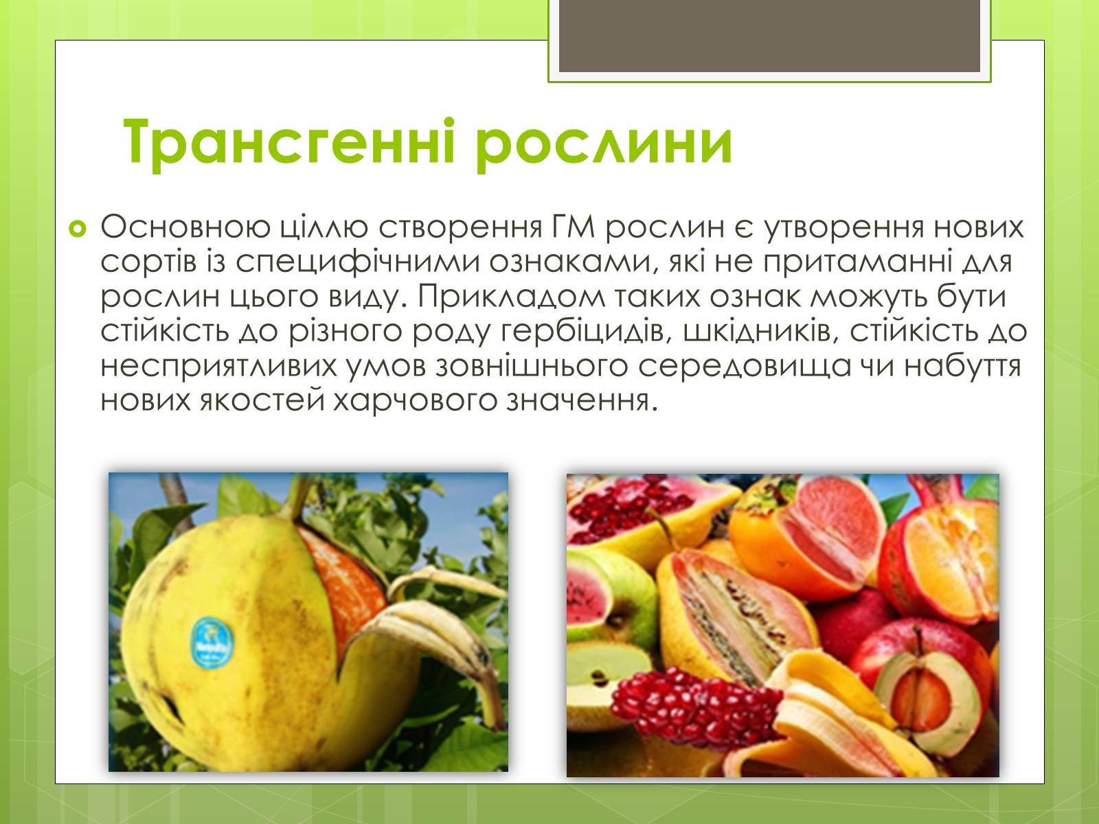 Презентація на тему «Трансгенні організми» (варіант 2) - Слайд #8 Презентація на тему «Трансгенні організми» (варіант 2) - Слайд #8