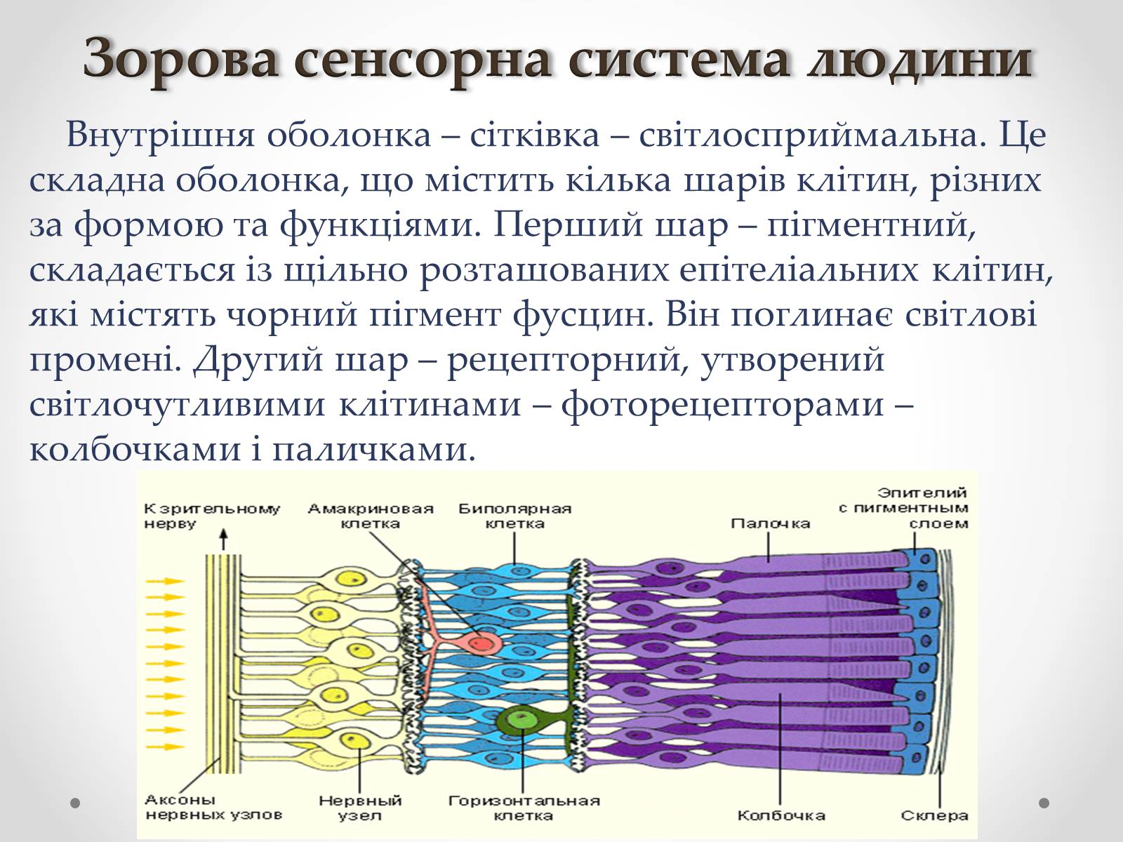 Презентація на тему «Зорова сенсорна система людини» - Слайд #10 Презентація на тему «Зорова сенсорна система людини» - Слайд #10