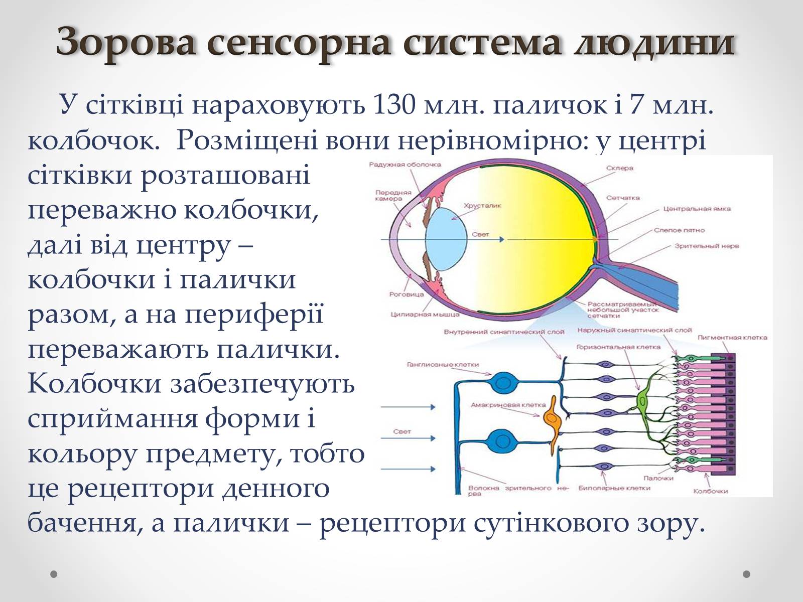 Презентація на тему «Зорова сенсорна система людини» - Слайд #12 Презентація на тему «Зорова сенсорна система людини» - Слайд #12