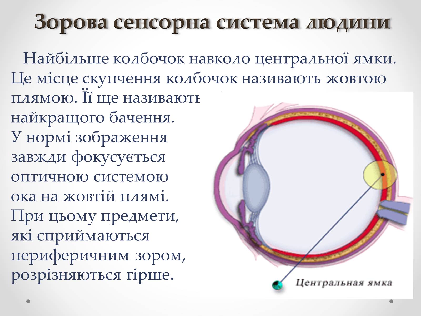 Презентація на тему «Зорова сенсорна система людини» - Слайд #13 Презентація на тему «Зорова сенсорна система людини» - Слайд #13
