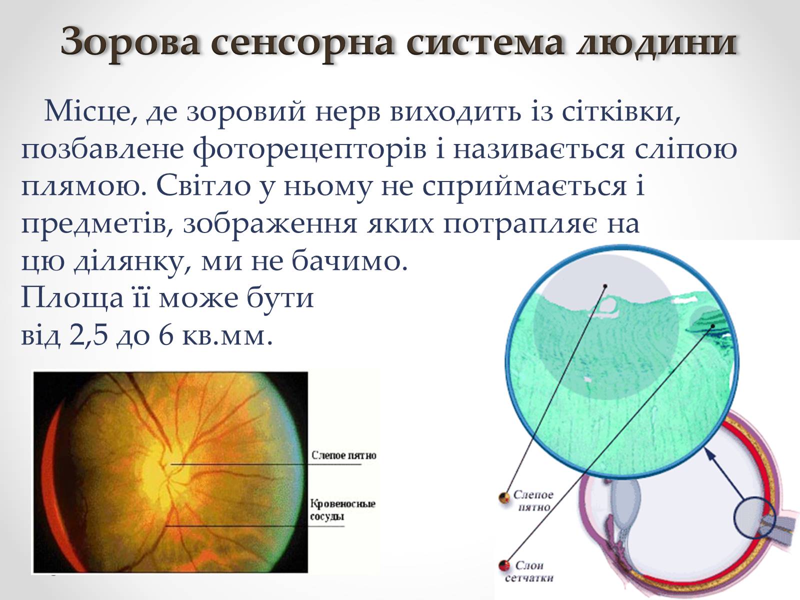 Презентація на тему «Зорова сенсорна система людини» - Слайд #14 Презентація на тему «Зорова сенсорна система людини» - Слайд #14