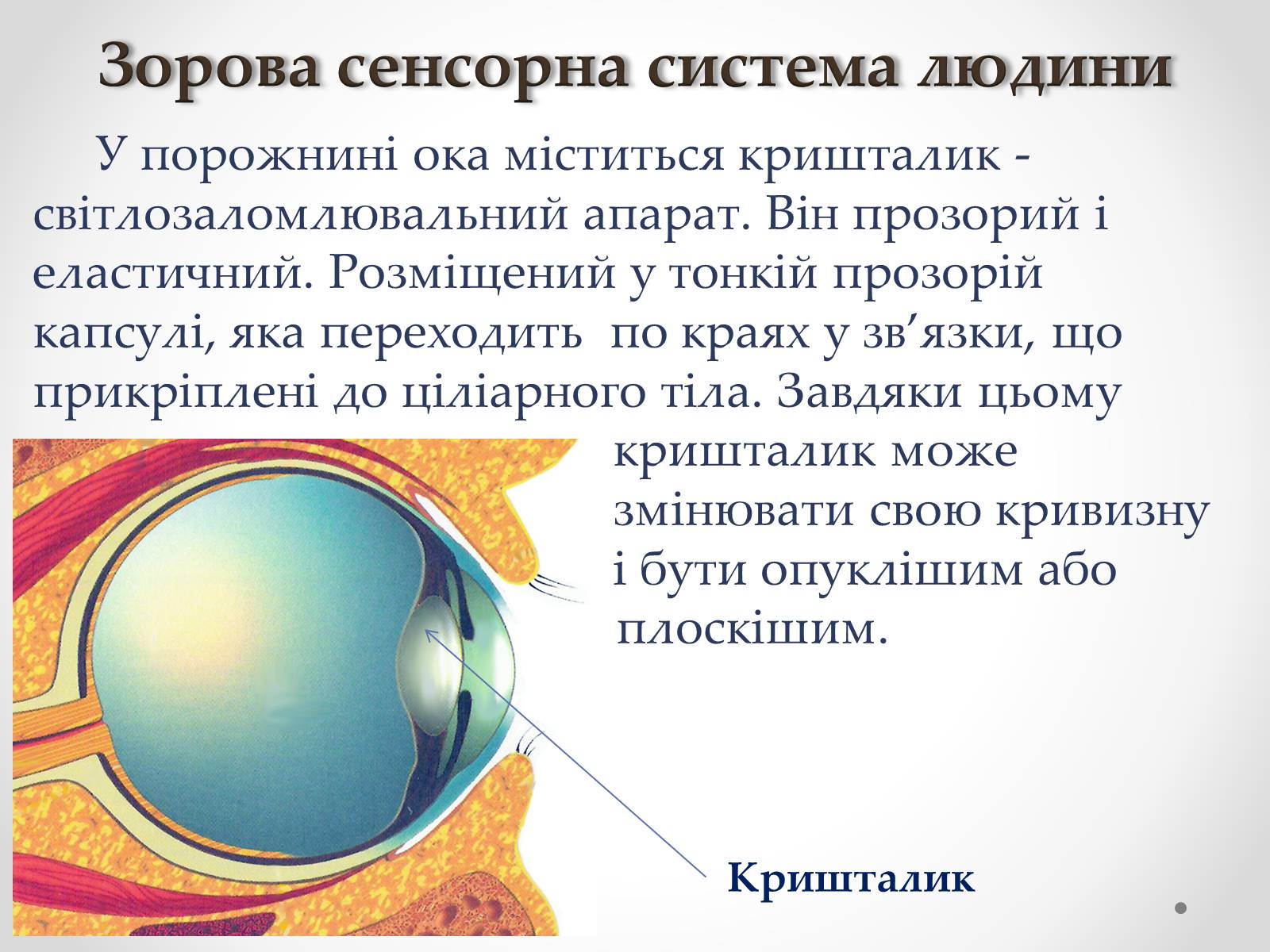 Презентація на тему «Зорова сенсорна система людини» - Слайд #16 Презентація на тему «Зорова сенсорна система людини» - Слайд #16
