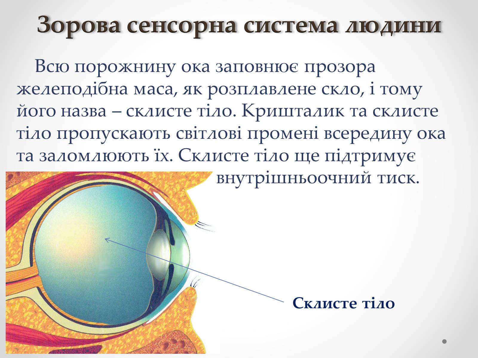 Презентація на тему «Зорова сенсорна система людини» - Слайд #17 Презентація на тему «Зорова сенсорна система людини» - Слайд #17