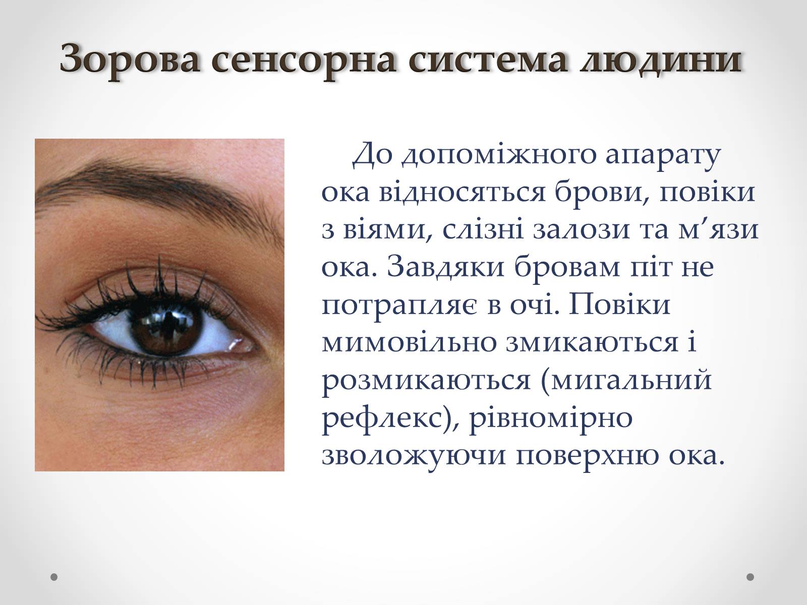 Презентація на тему «Зорова сенсорна система людини» - Слайд #18 Презентація на тему «Зорова сенсорна система людини» - Слайд #18