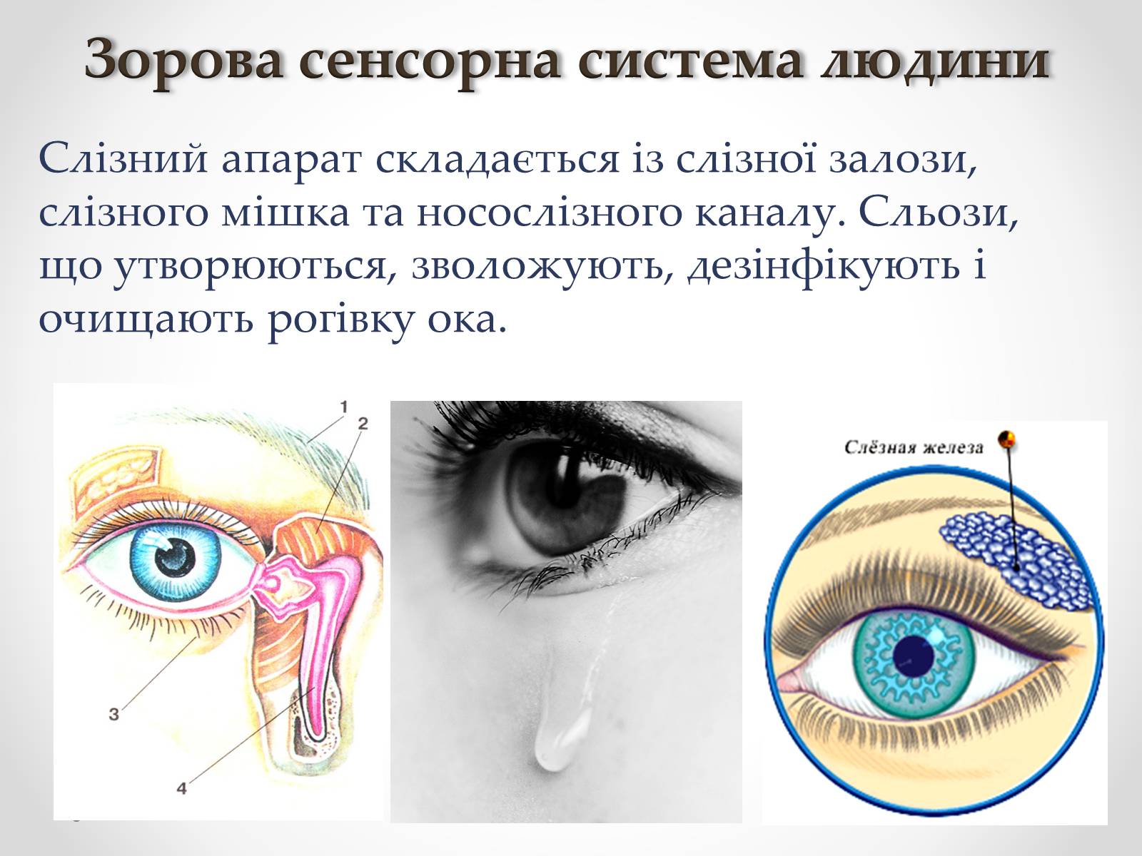Презентація на тему «Зорова сенсорна система людини» - Слайд #19 Презентація на тему «Зорова сенсорна система людини» - Слайд #19