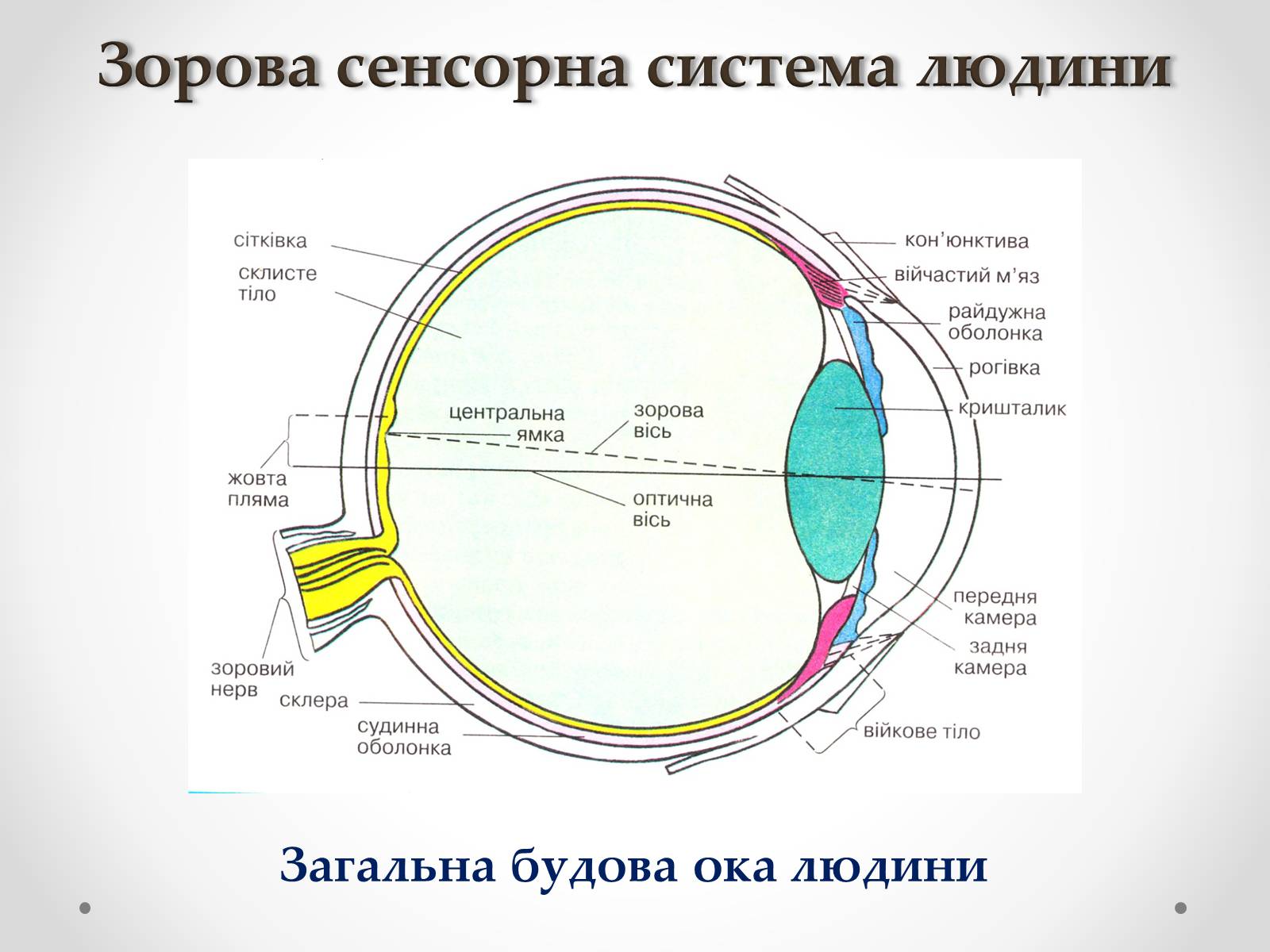 Презентація на тему «Зорова сенсорна система людини» - Слайд #20 Презентація на тему «Зорова сенсорна система людини» - Слайд #20