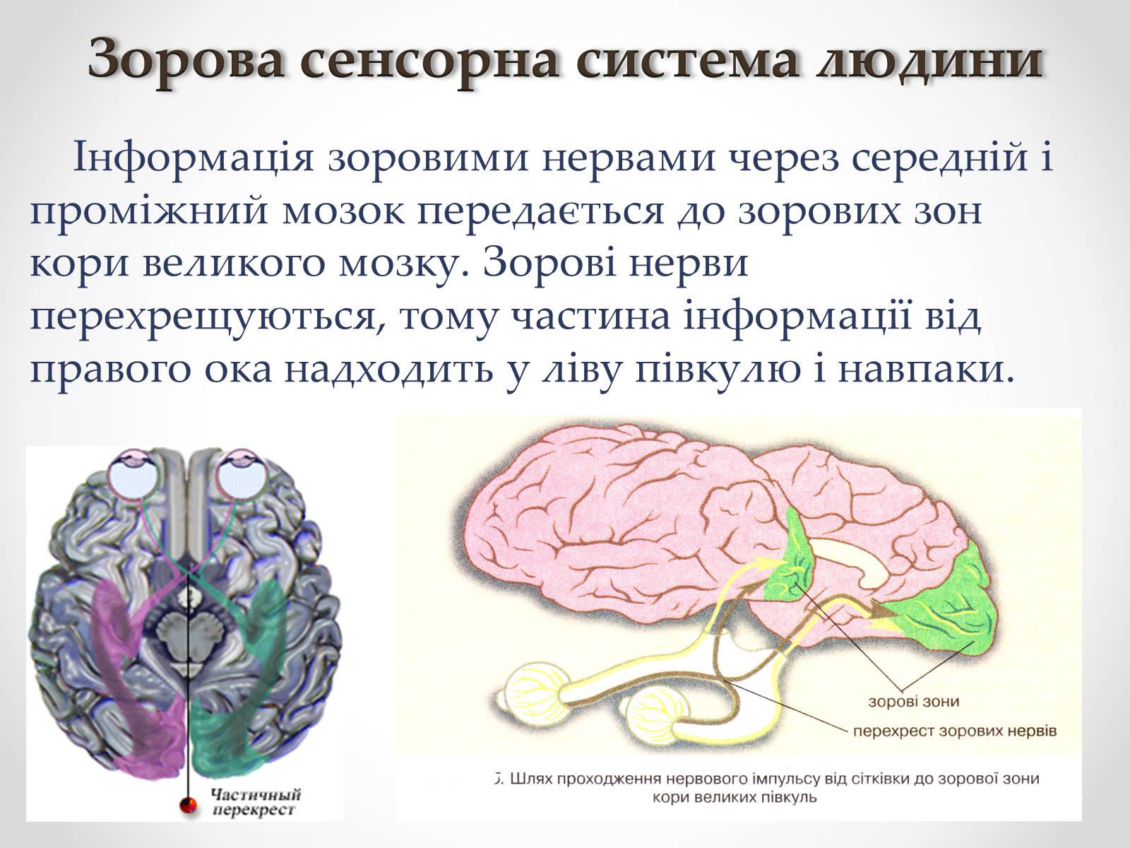 Презентація на тему «Зорова сенсорна система людини» - Слайд #21 Презентація на тему «Зорова сенсорна система людини» - Слайд #21
