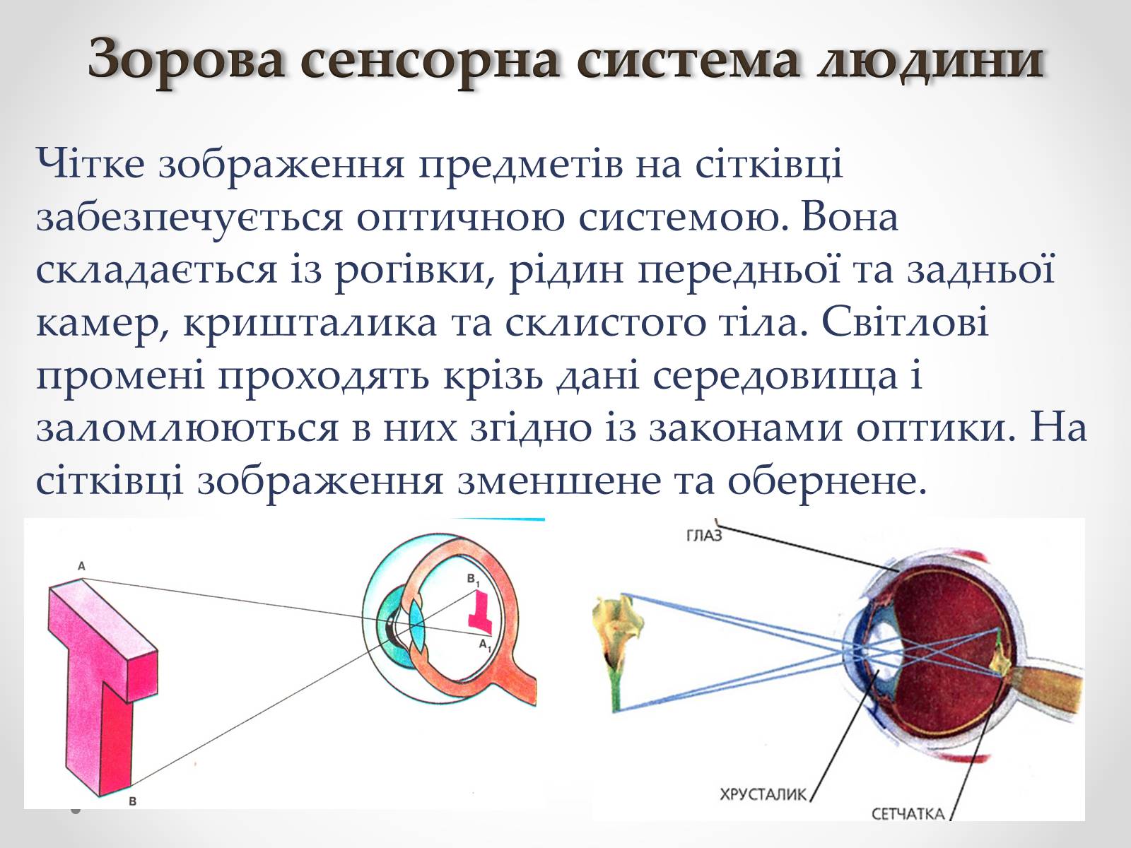 Презентація на тему «Зорова сенсорна система людини» - Слайд #22 Презентація на тему «Зорова сенсорна система людини» - Слайд #22