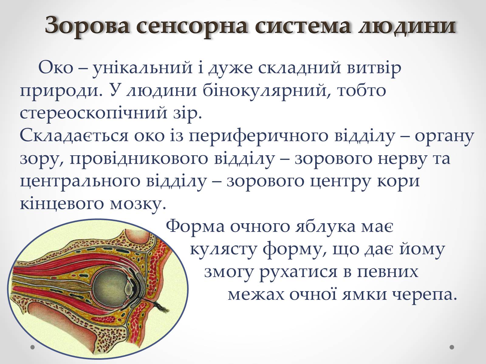 Презентація на тему «Зорова сенсорна система людини» - Слайд #3 Презентація на тему «Зорова сенсорна система людини» - Слайд #3