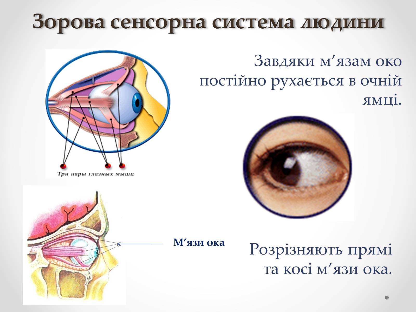 Презентація на тему «Зорова сенсорна система людини» - Слайд #4 Презентація на тему «Зорова сенсорна система людини» - Слайд #4