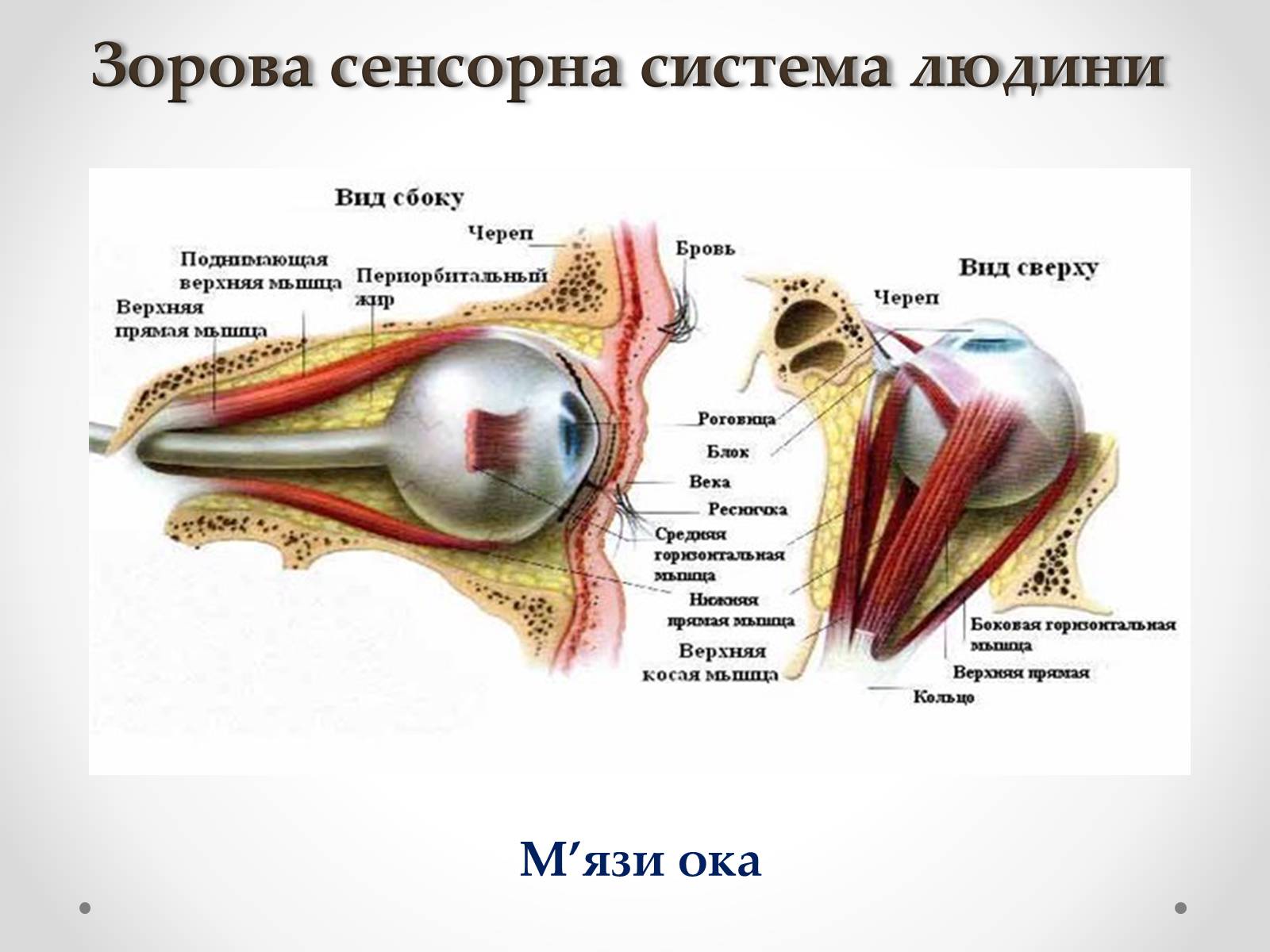 Презентація на тему «Зорова сенсорна система людини» - Слайд #5 Презентація на тему «Зорова сенсорна система людини» - Слайд #5