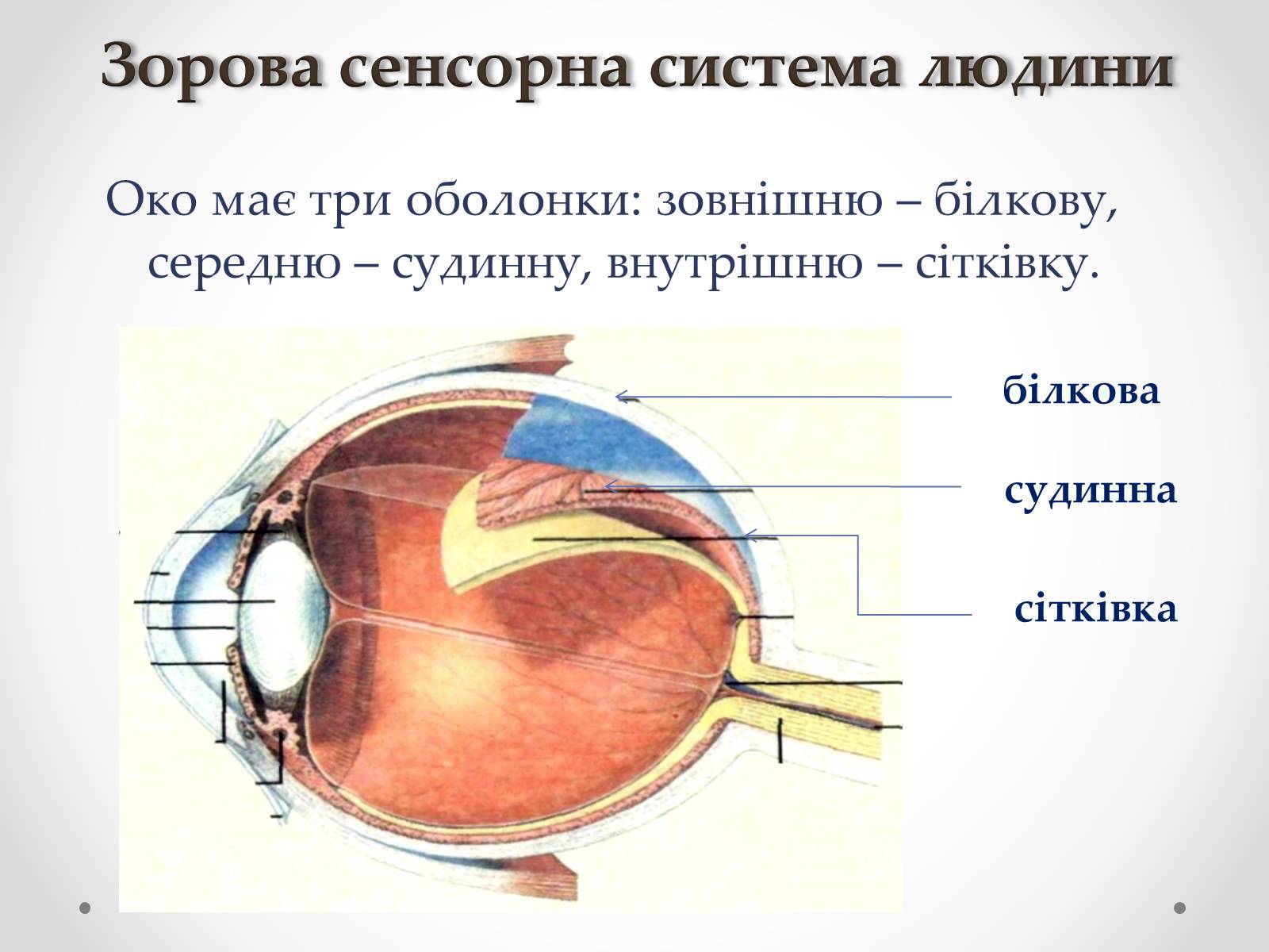 Презентація на тему «Зорова сенсорна система людини» - Слайд #6 Презентація на тему «Зорова сенсорна система людини» - Слайд #6